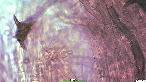 Flacher-Schillerporling_Inonotus-cuticularis_20260728-44054_Sete_100x_Kongorot_oM_28-07-26_22-13-22.jpg