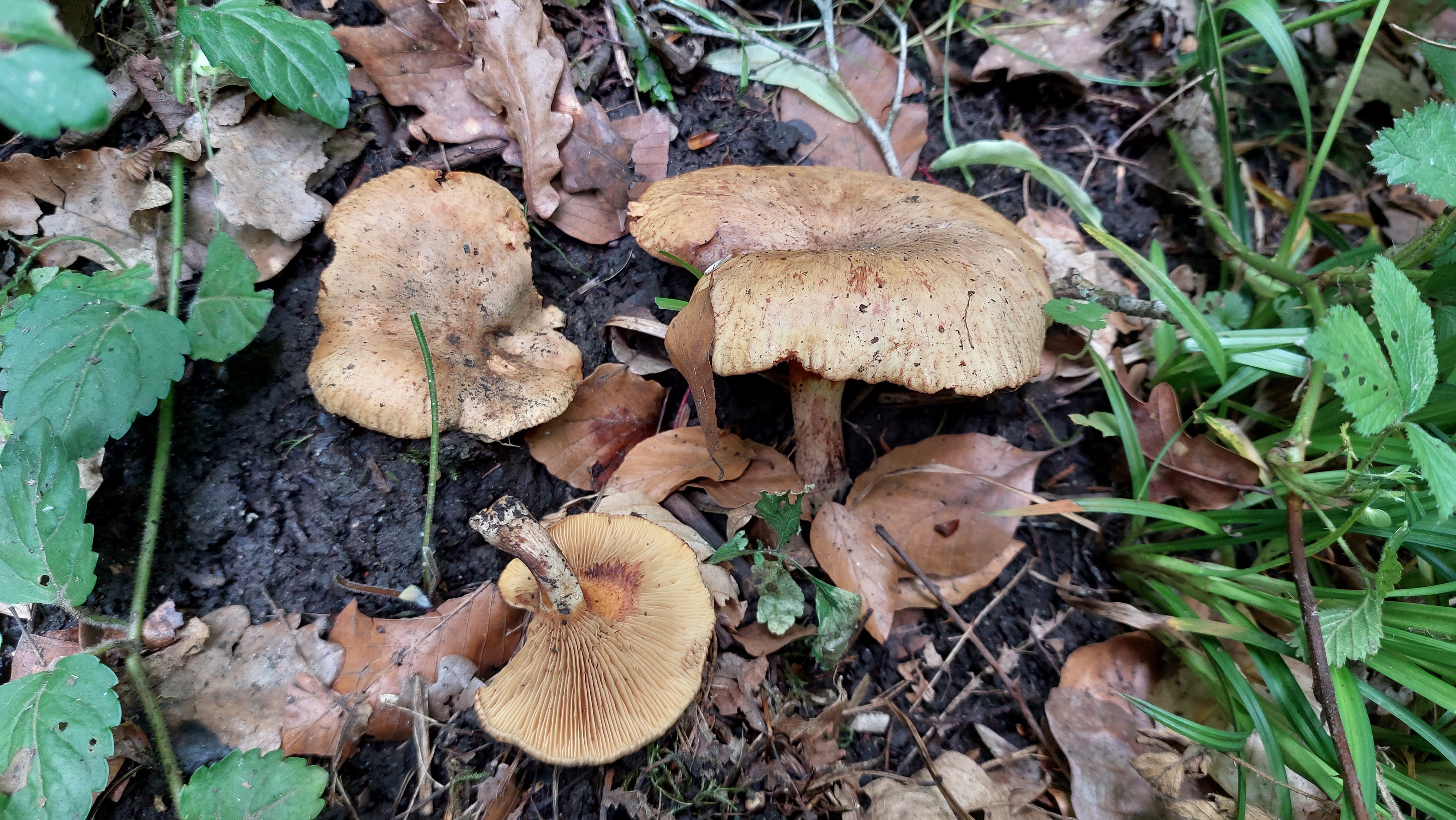 Erlenkrempling_Paxillus-rubicundulus_20260608_140448.jpg