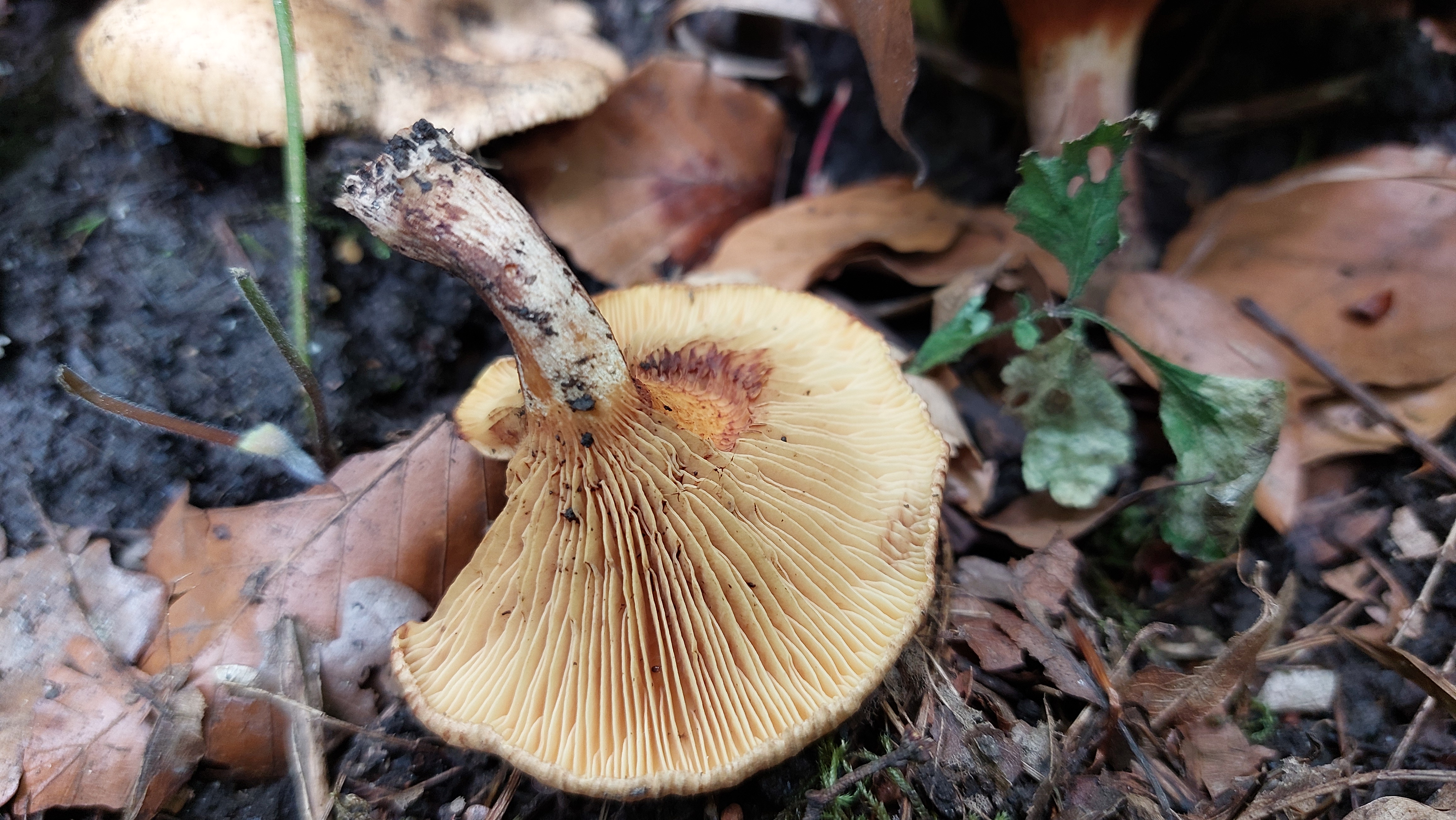 Erlenkrempling_Paxillus-rubicundulus_20260608_140501.jpg