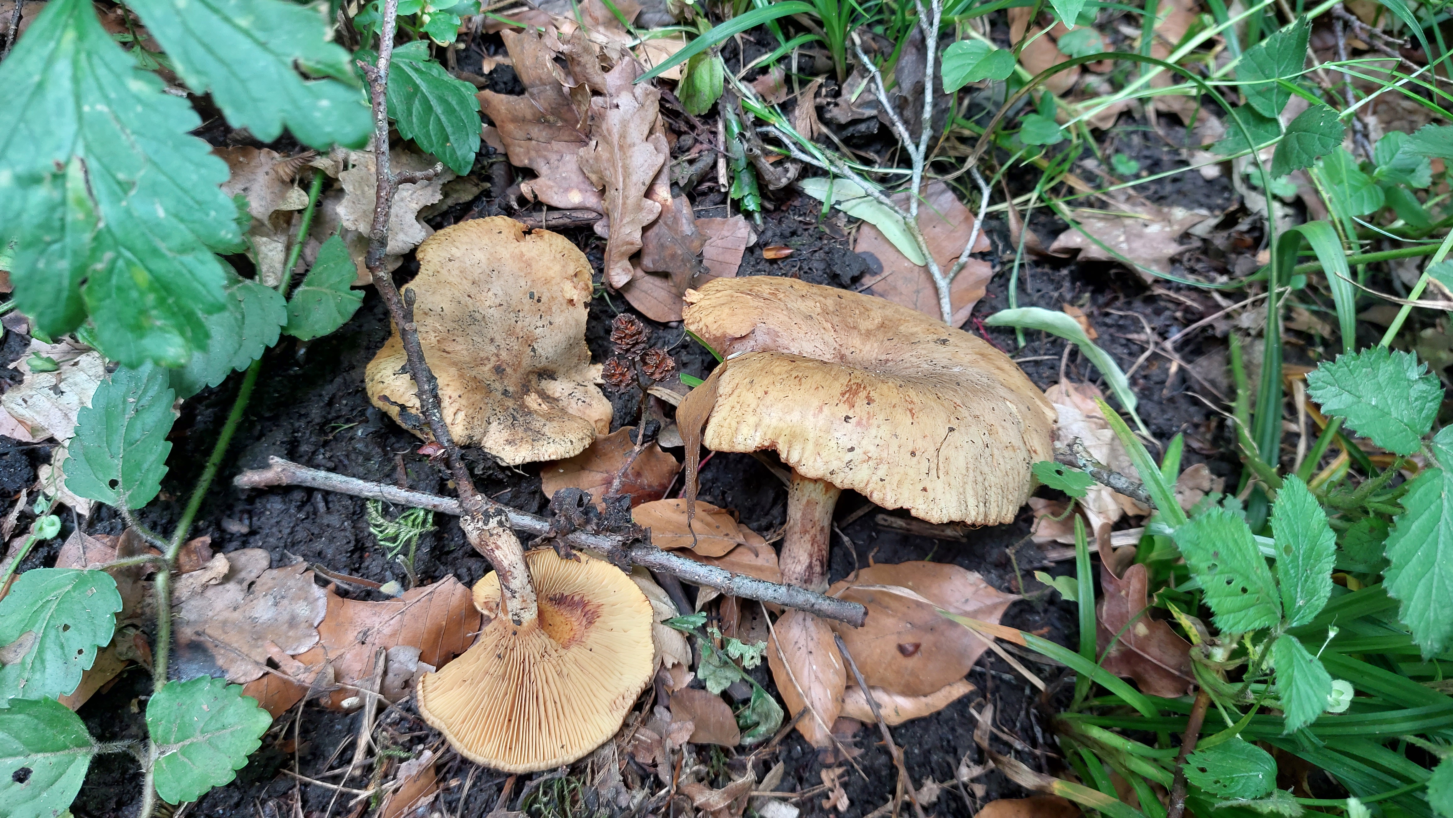 Erlenkrempling_Paxillus-rubicundulus_20260608_140727.jpg