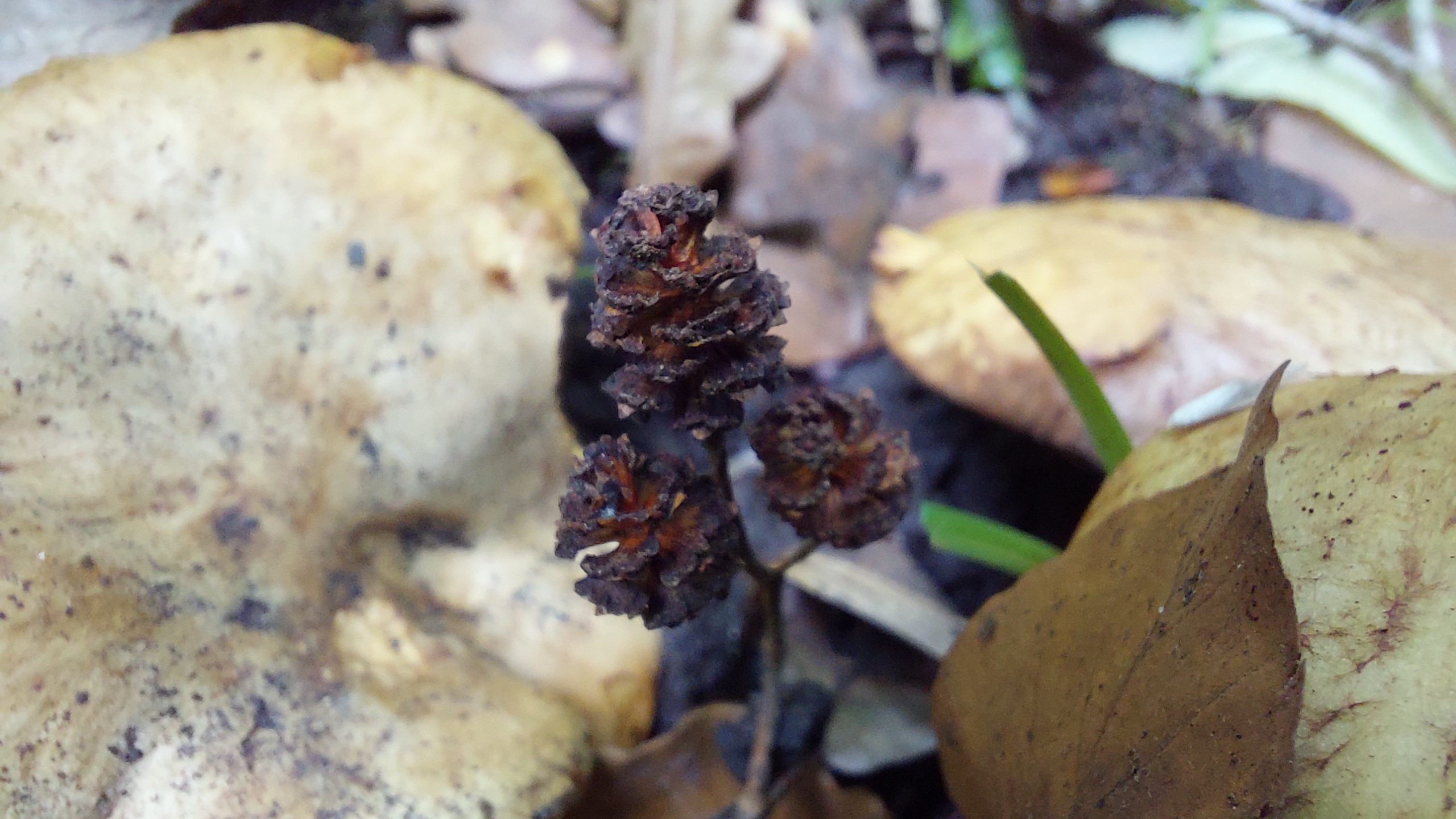 Erlenkrempling_Paxillus-rubicundulus_20260608_140744.jpg