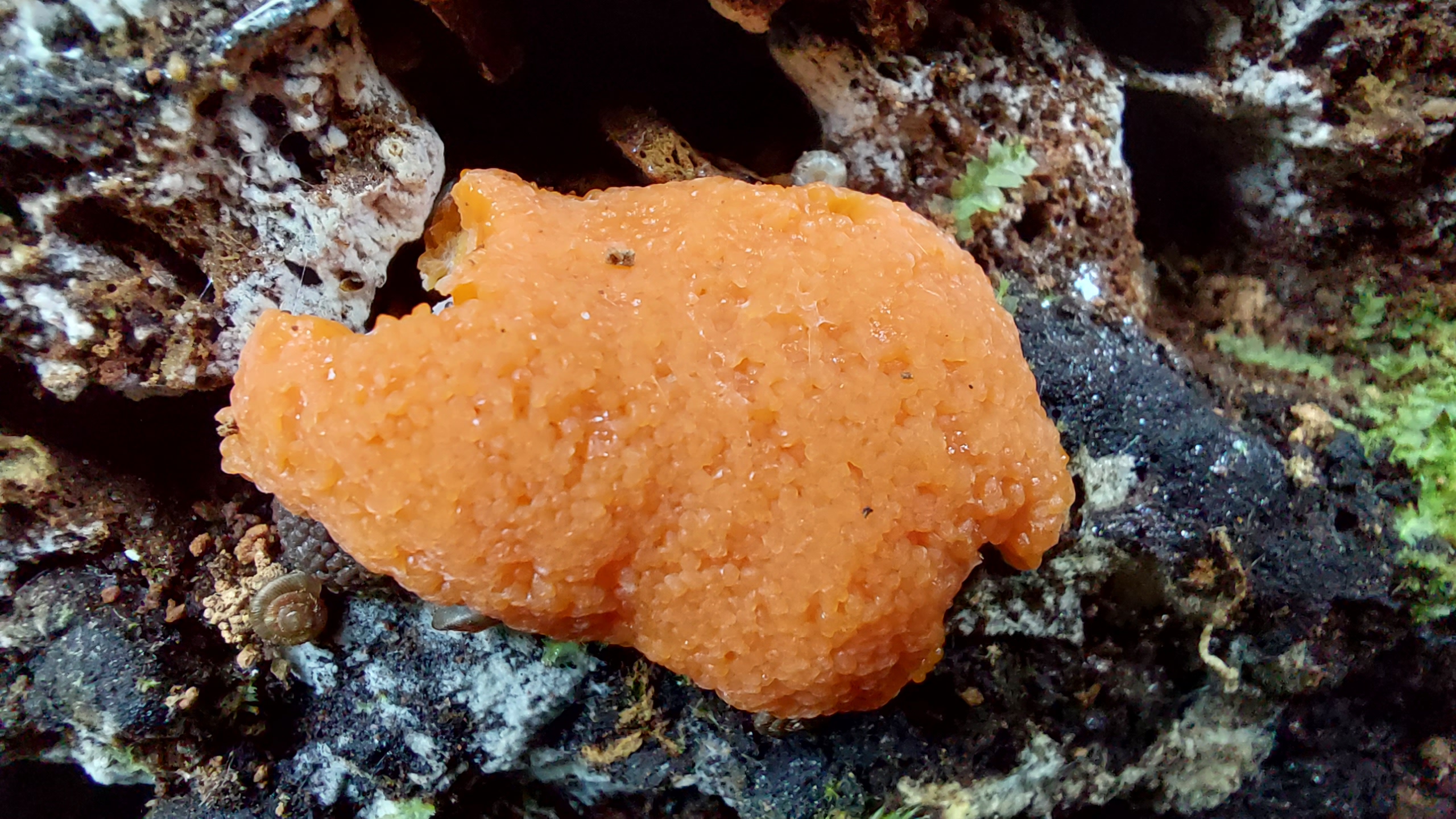 Fischeierschleimpilz_Tubifera-ferruginosa_20260604_144159.jpg
