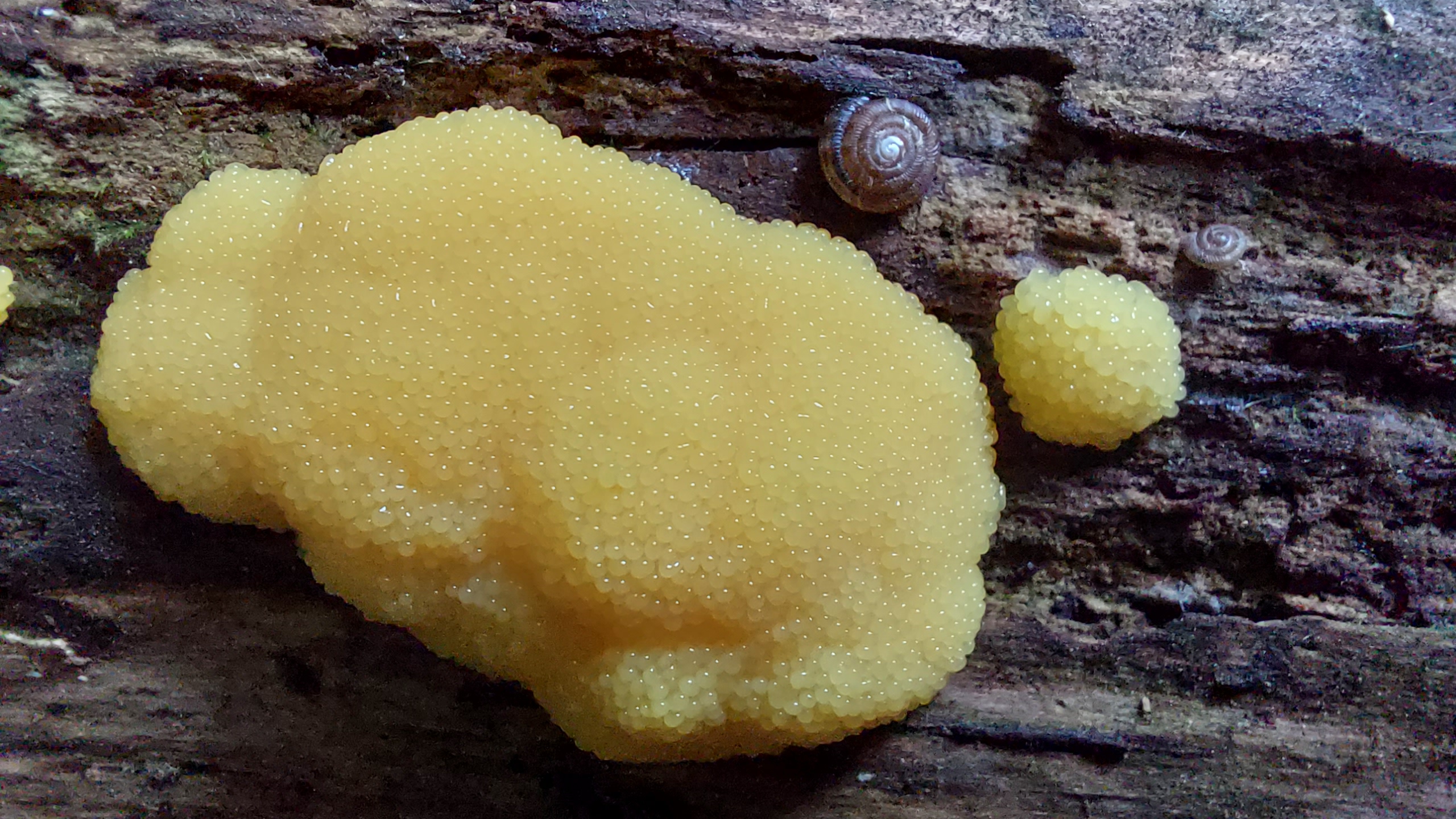 Fischeierschleimpilz_Tubifera-ferruginosa_20260604_144315.jpg