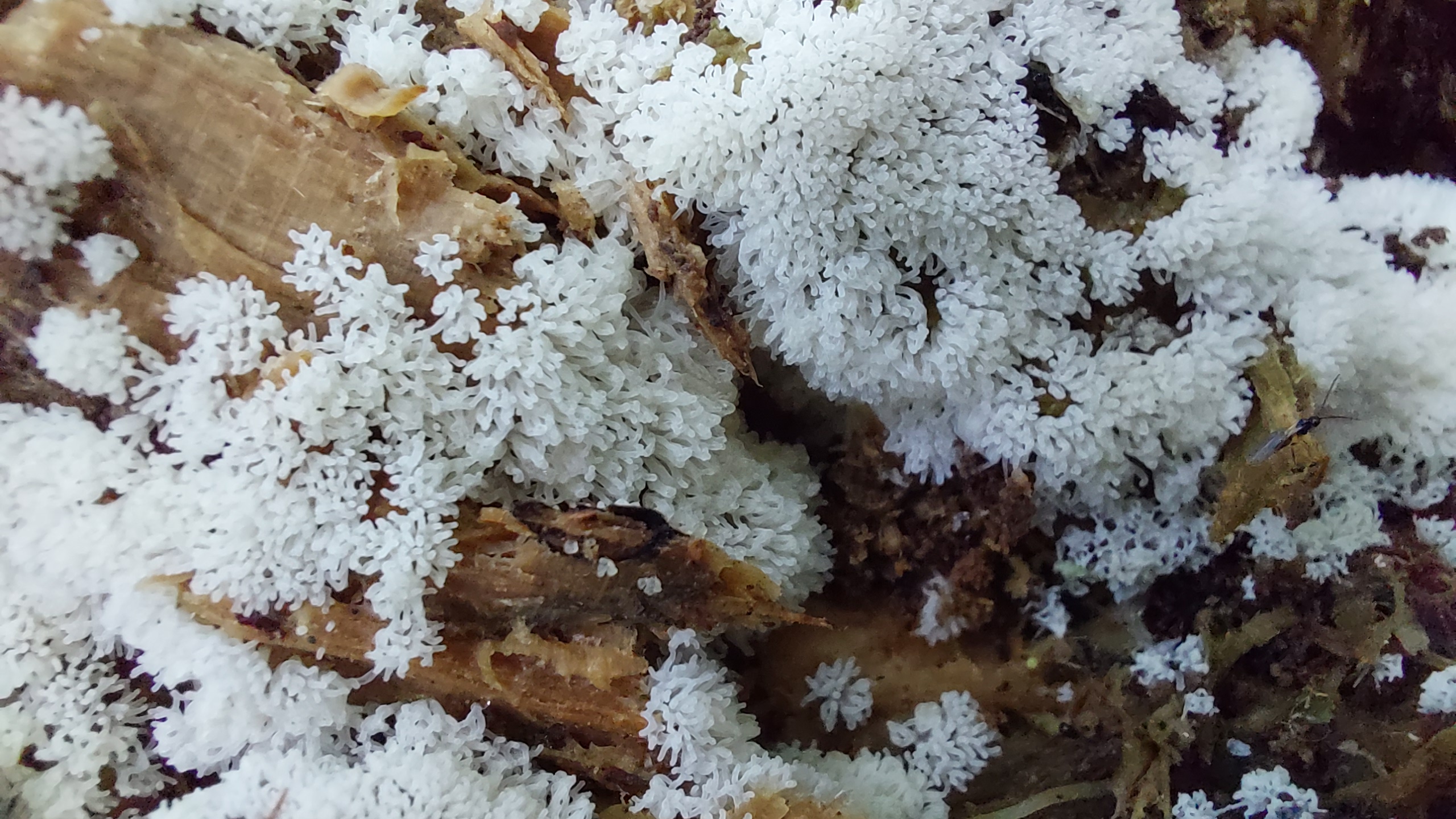 Geweihfoermiger-Schleimpilz_Ceratiomyxa-fruticulosa_20260616_145444.jpg