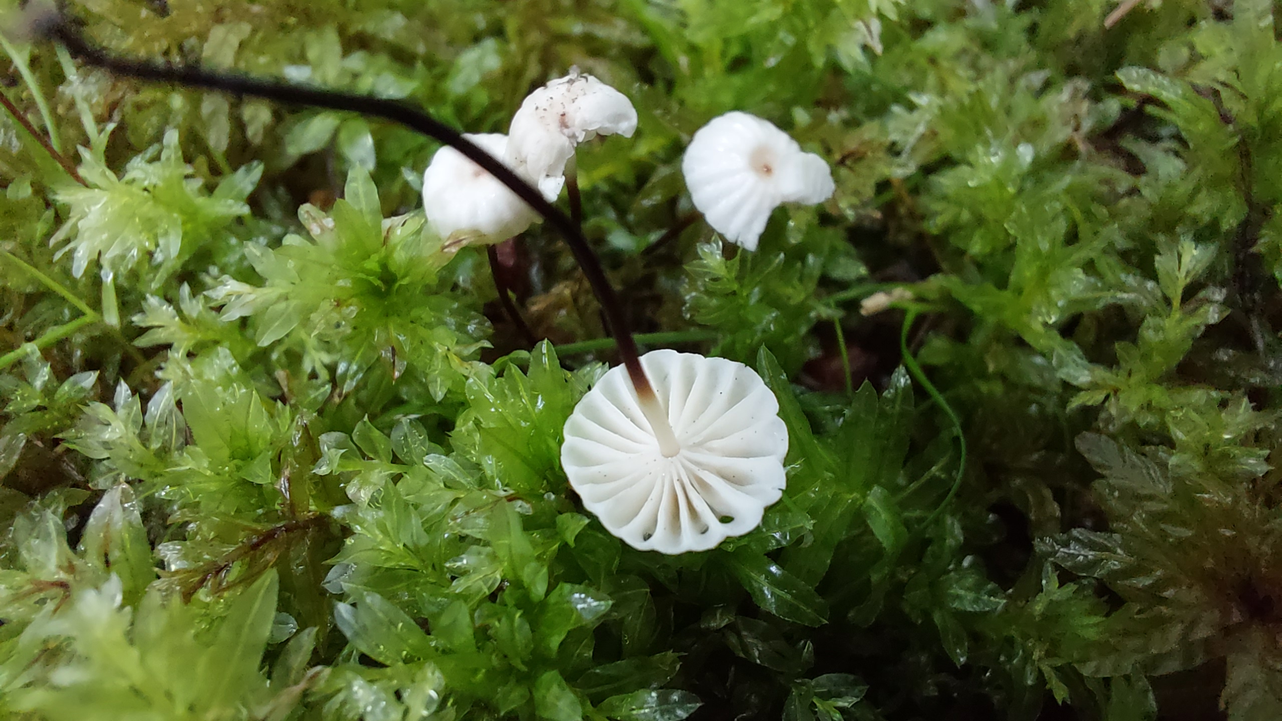 Halsband---Schwindling_Marasmius-rotula_20260612_142644.jpg