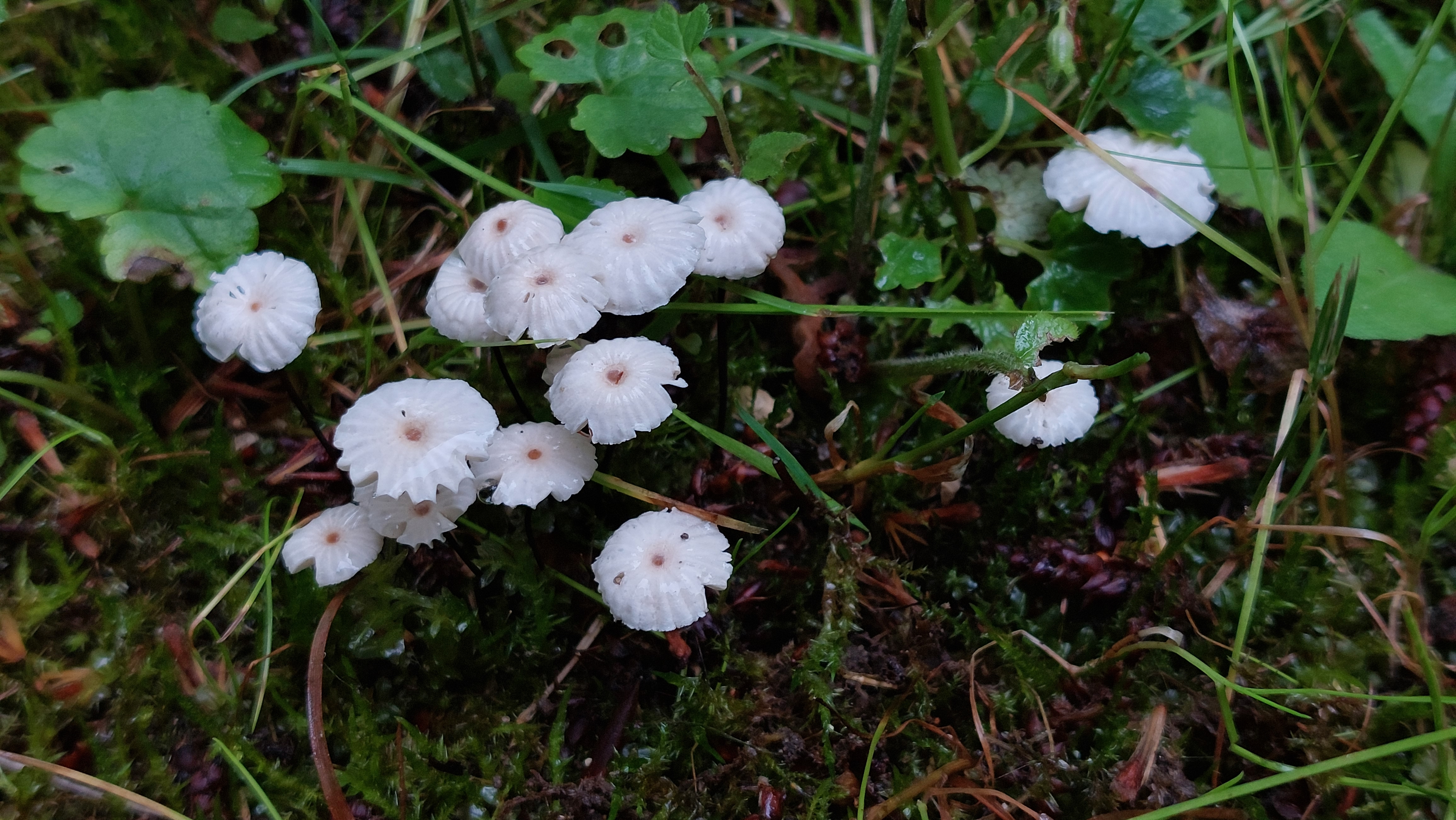 Halsband---Schwindling_Marasmius-rotula_20260612_142904.jpg