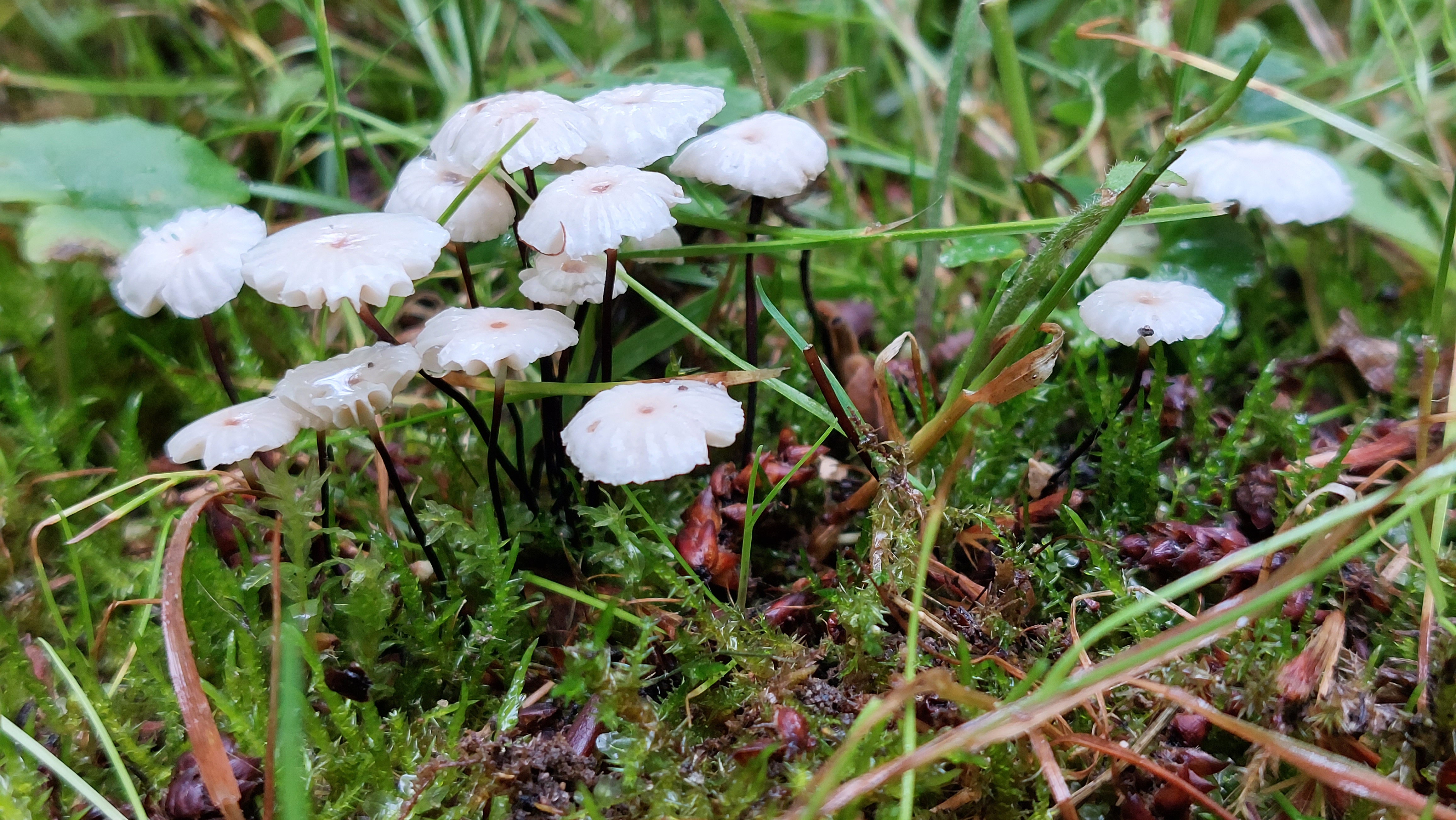 Halsband---Schwindling_Marasmius-rotula_20260612_142934.jpg