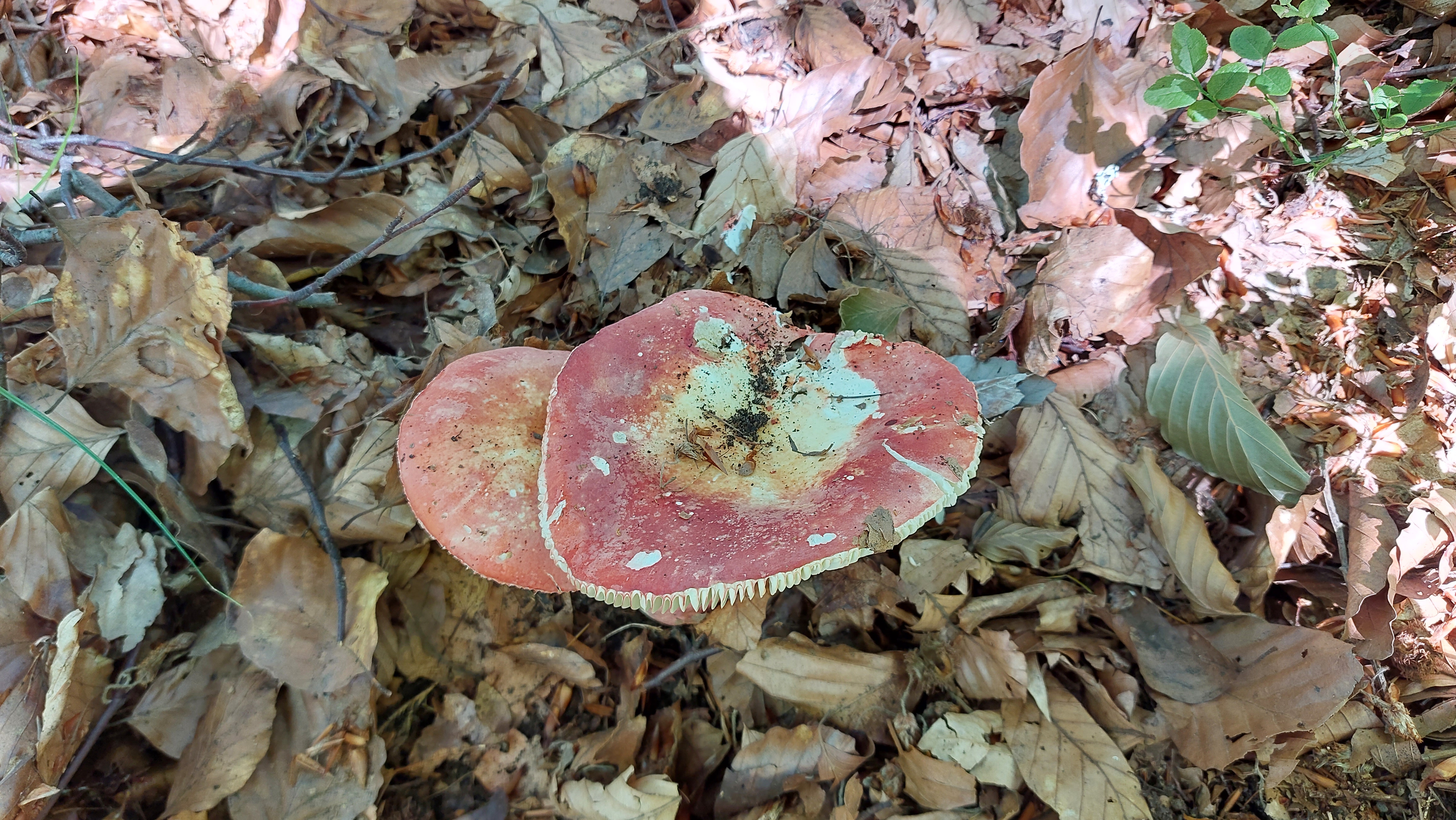Harter-Zinnober---Taeubling_Russula-rosea_20260721_144146.jpg