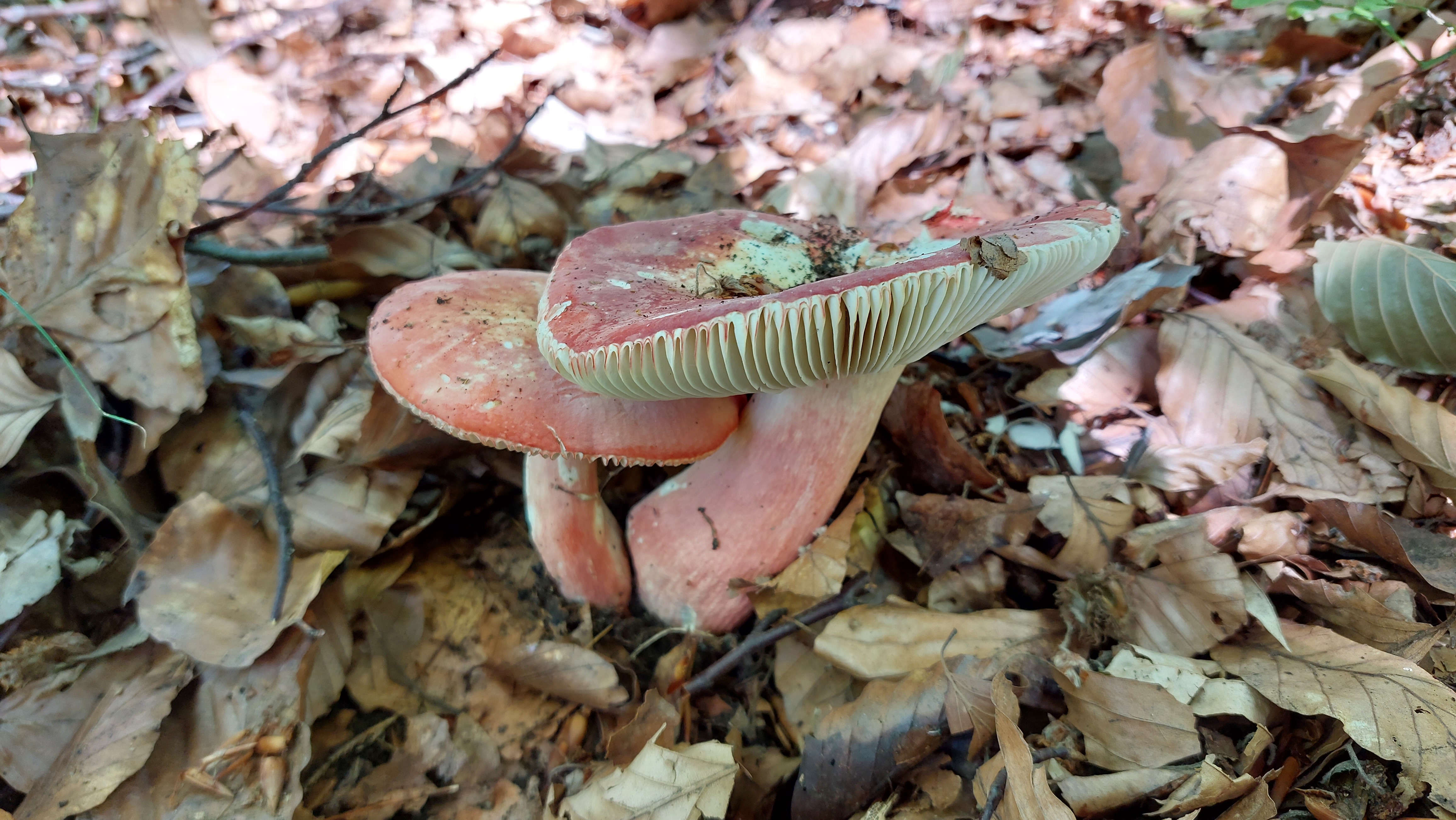 Harter-Zinnober---Taeubling_Russula-rosea_20260721_144154.jpg