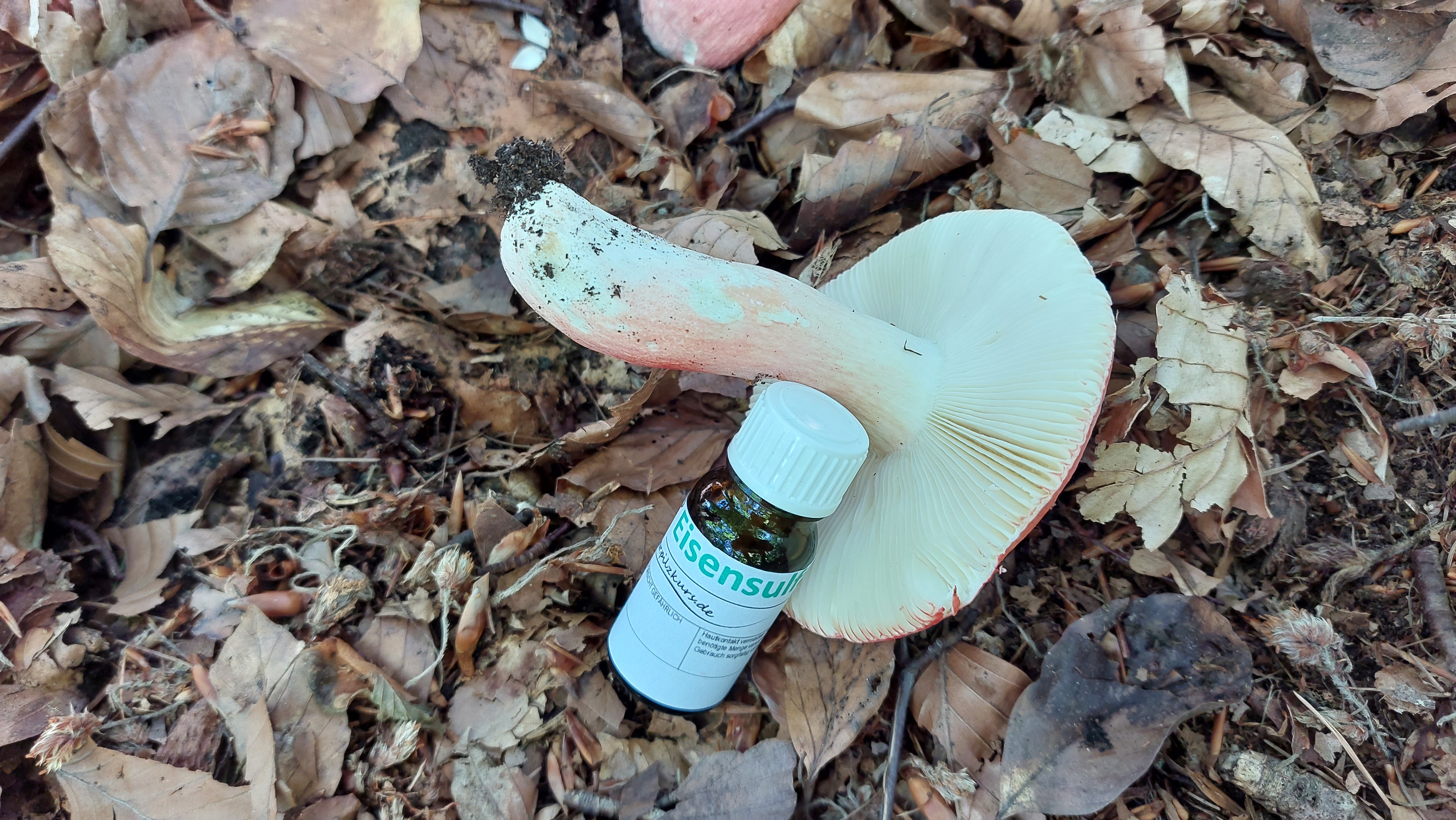 Harter-Zinnober---Taeubling_Russula-rosea_20260721_144618.jpg