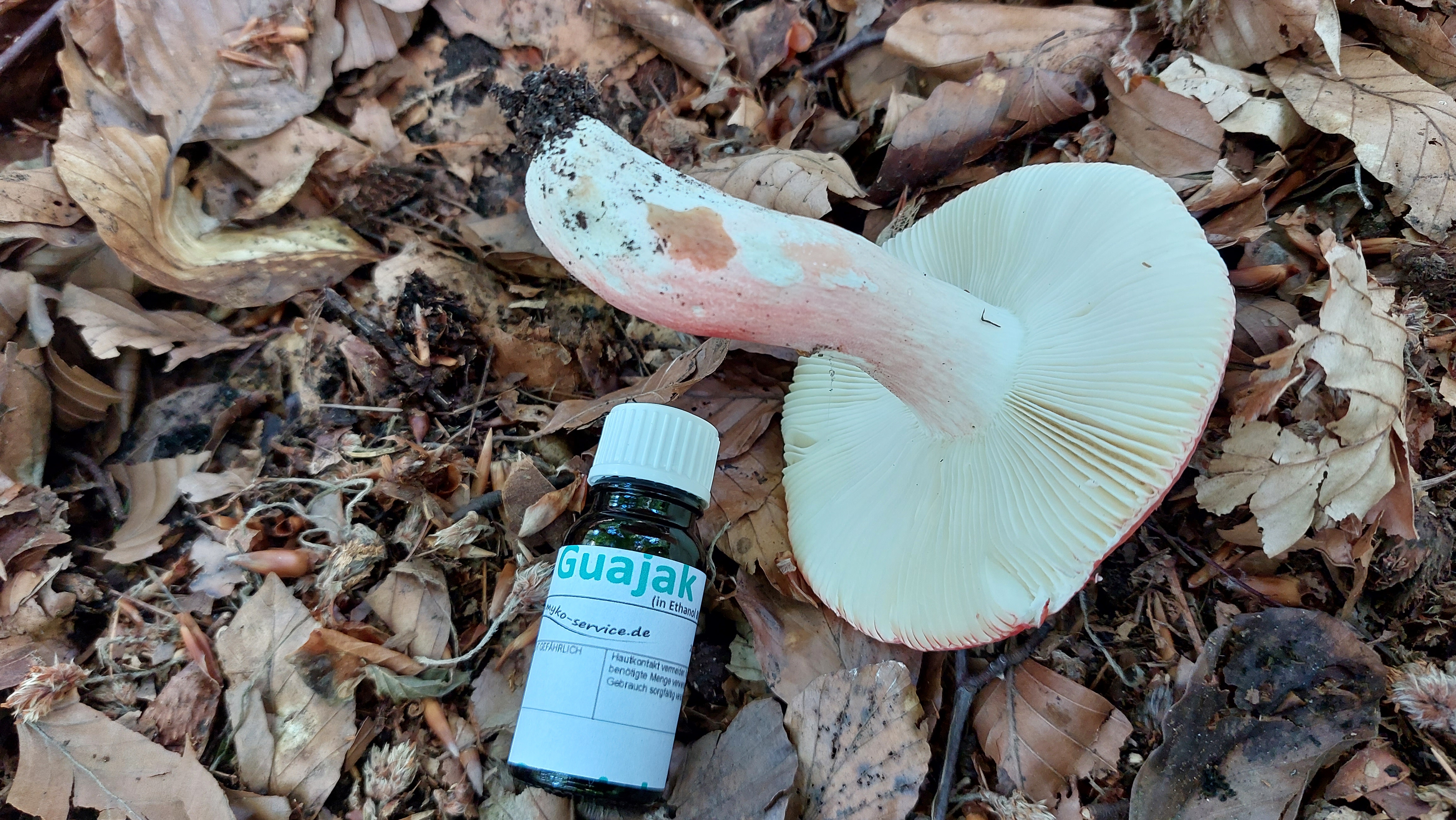 Harter-Zinnober---Taeubling_Russula-rosea_20260721_144744.jpg