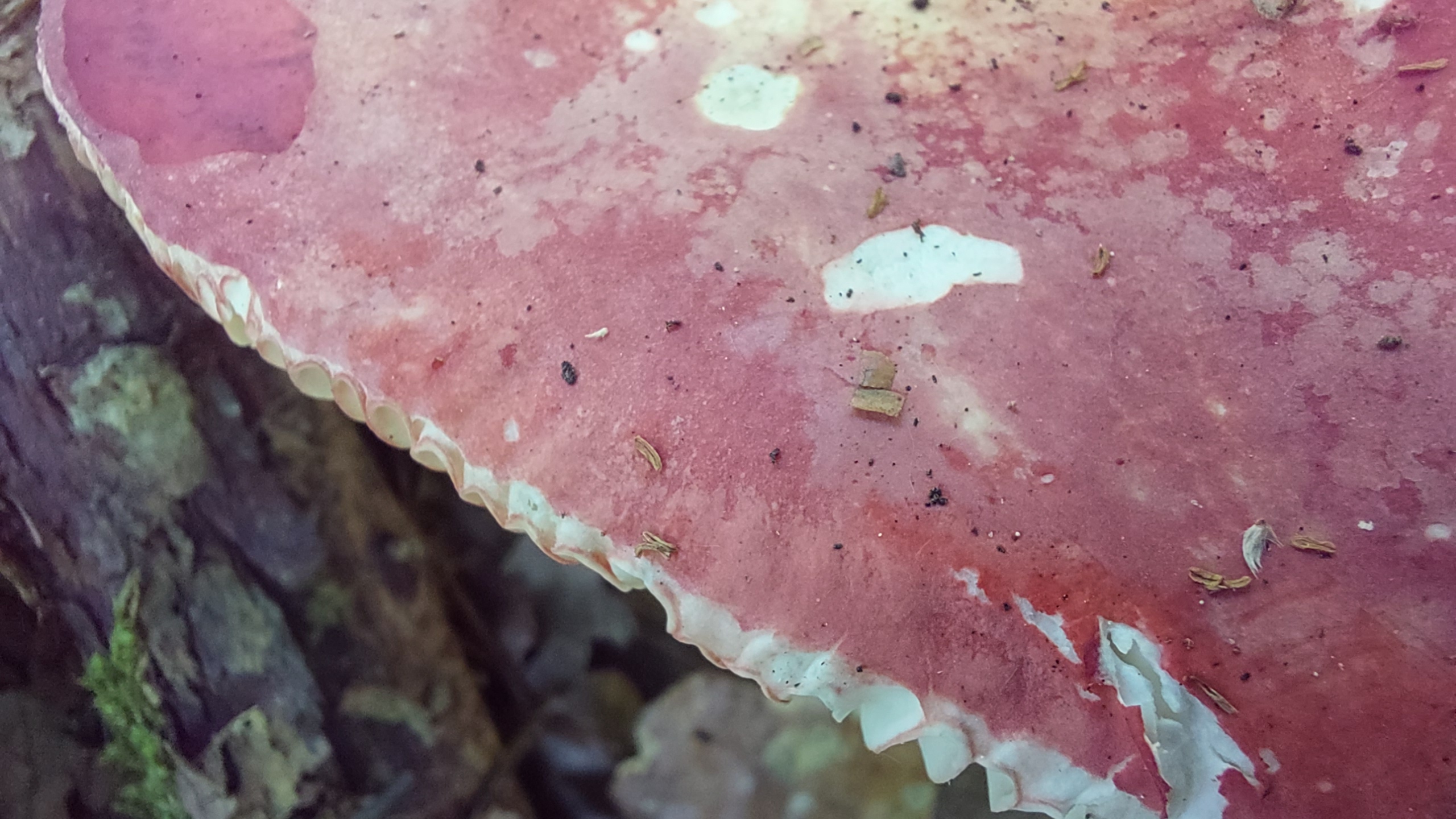 Harter-Zinnober---Taeubling_Russula-rosea_20260721_145508.jpg