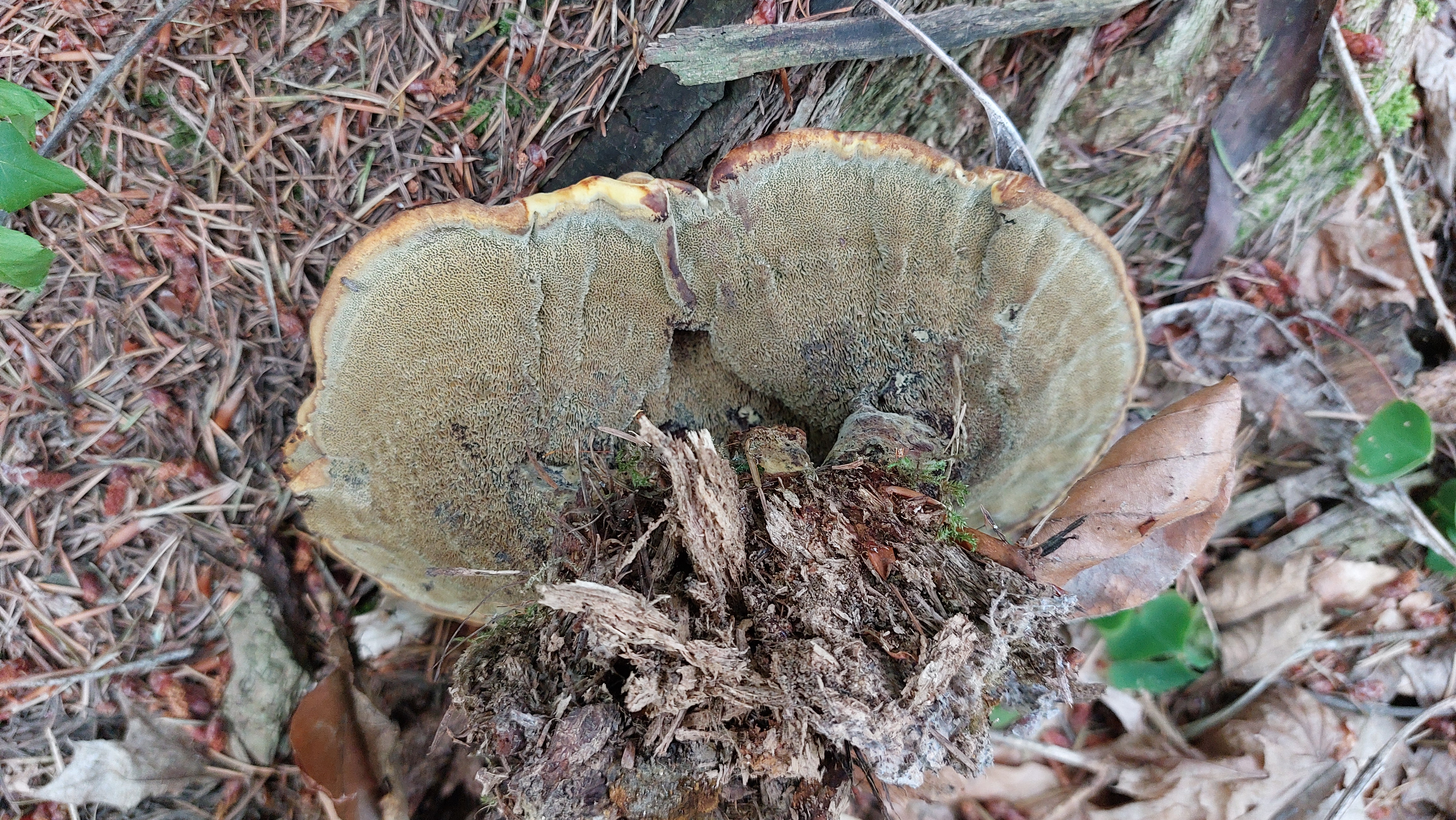 Kiefern---Braunporling_Phaeolus-spadiceus_20260722_171021.jpg