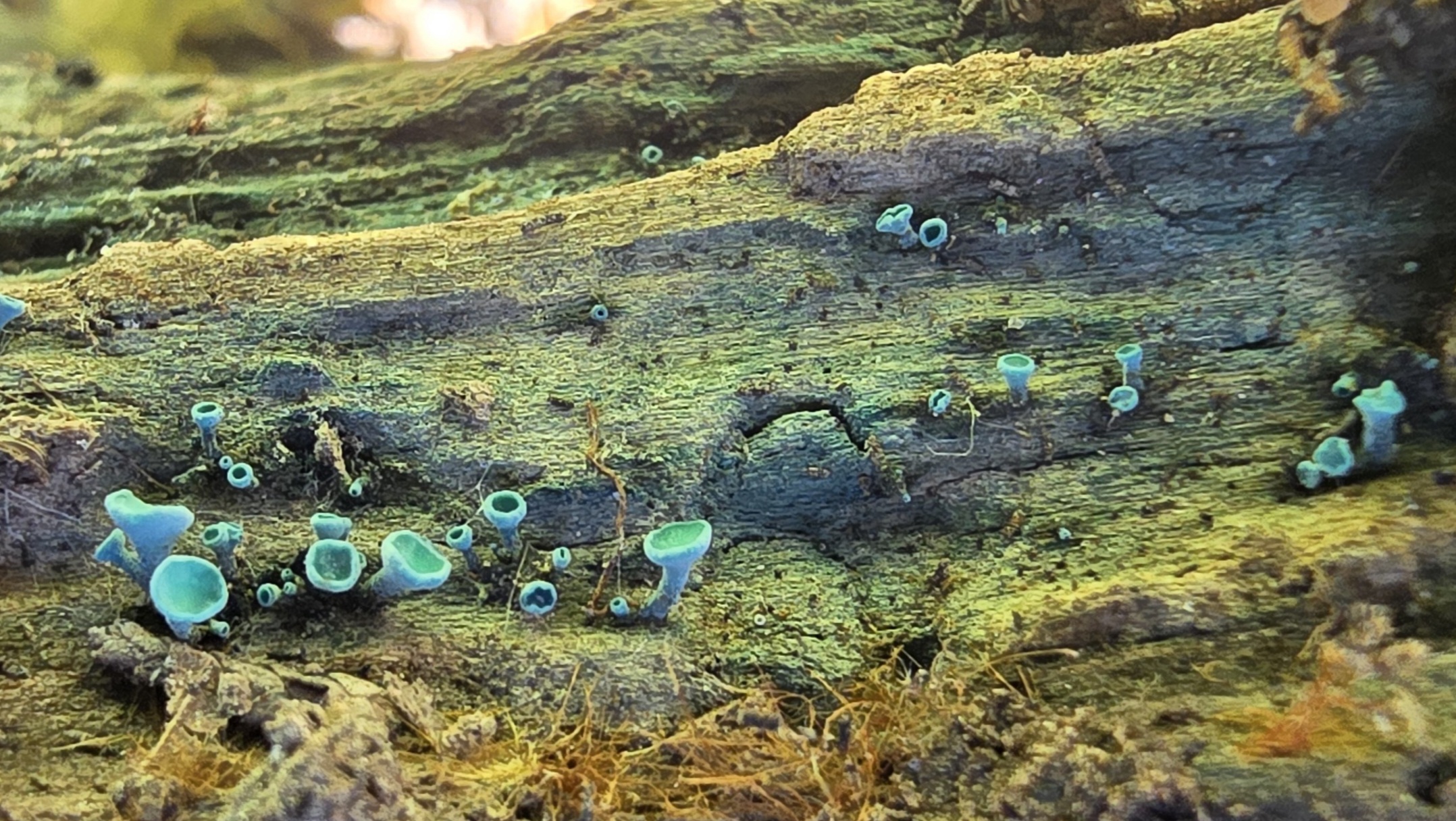 Kleinsporiger-Gruenspanbecherling_Chlorociboria-aeruginascens_20260613_111956.jpg