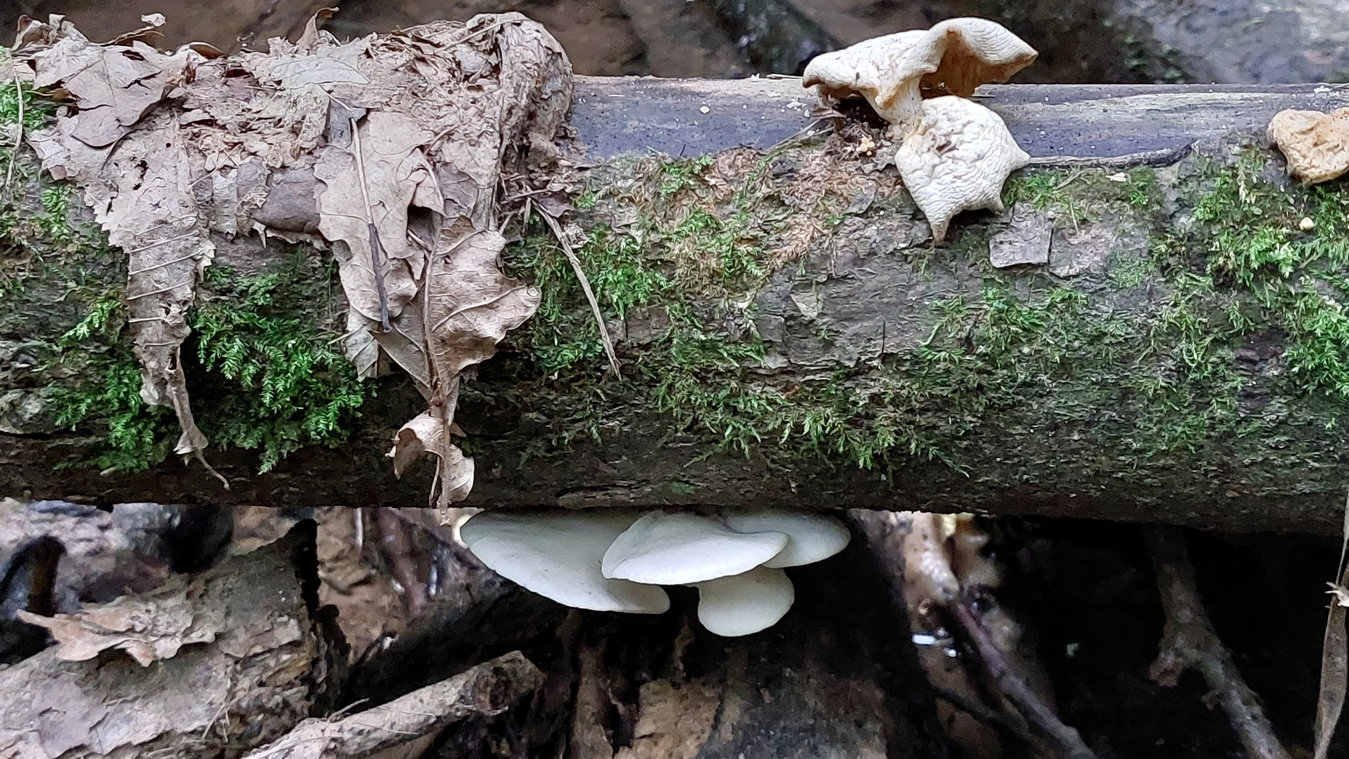 Lungen---Seitling_Pleurotus-pulmonarius_20260708_104848.jpg