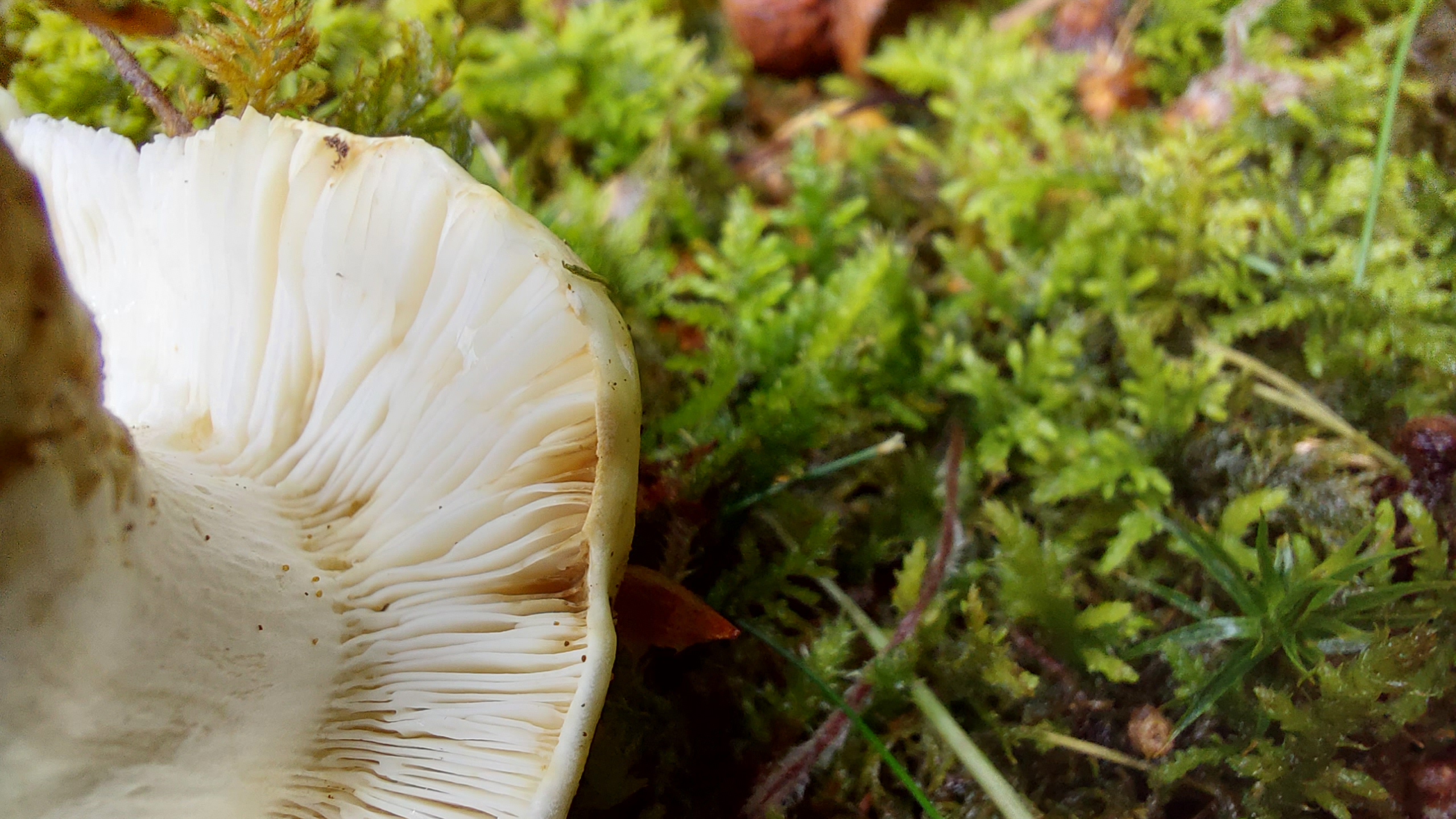 Mandeltaeubling_Russula-grata_20260611_151131.jpg