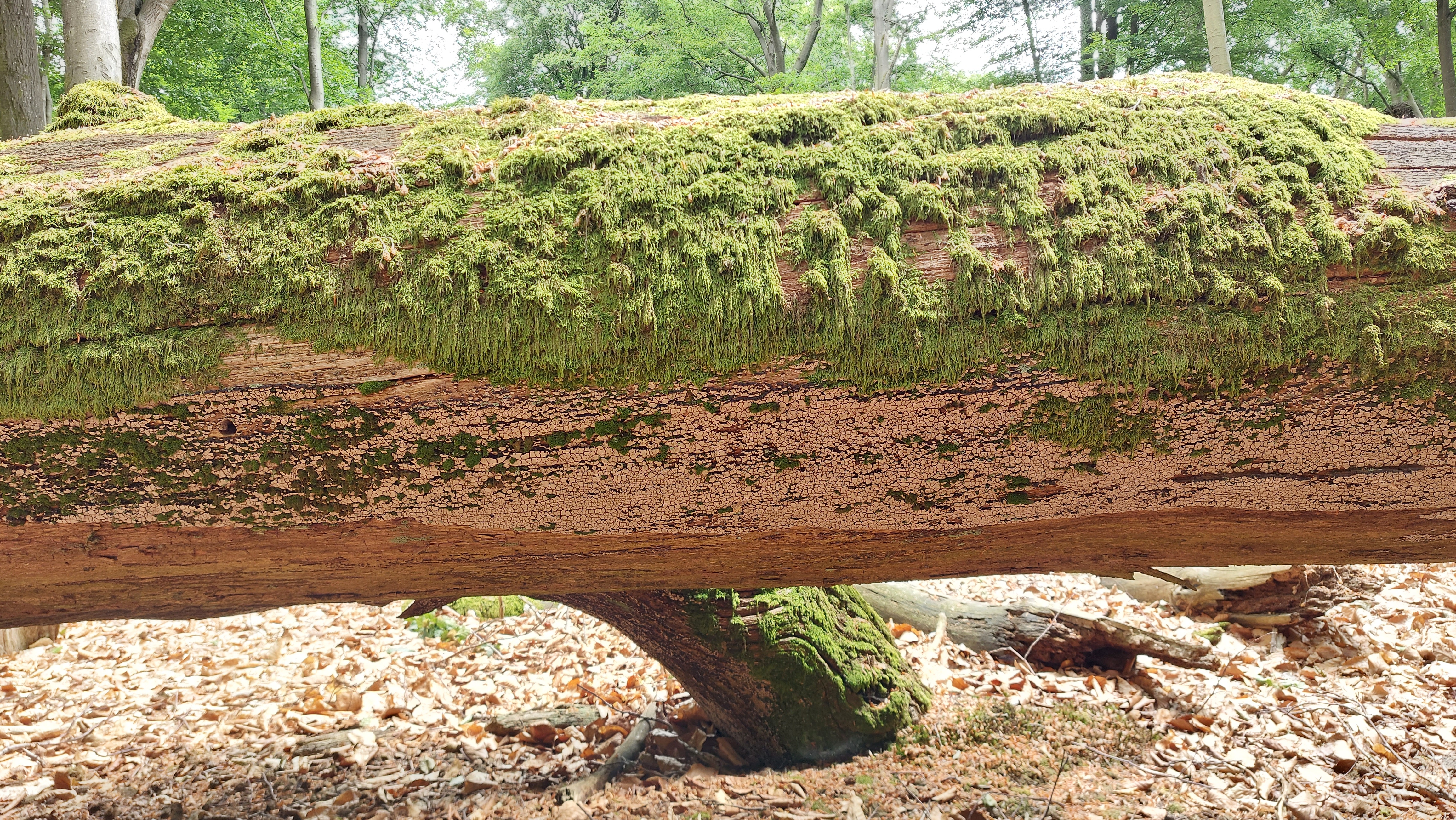 Mosaikschichtpilz_Xylobolus-frustulatus_20260614_131712.jpg