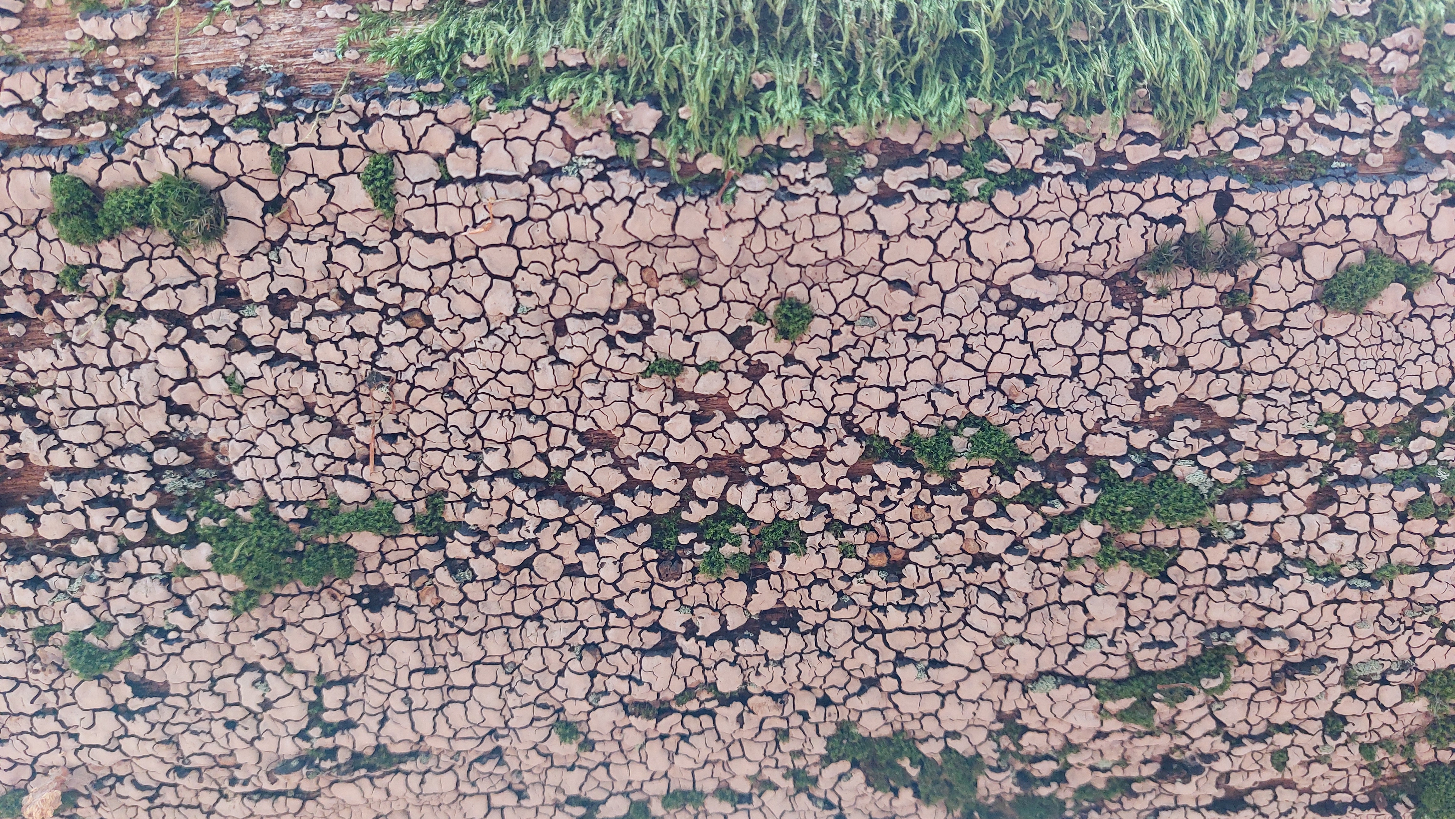 Mosaikschichtpilz_Xylobolus-frustulatus_20260614_131731.jpg