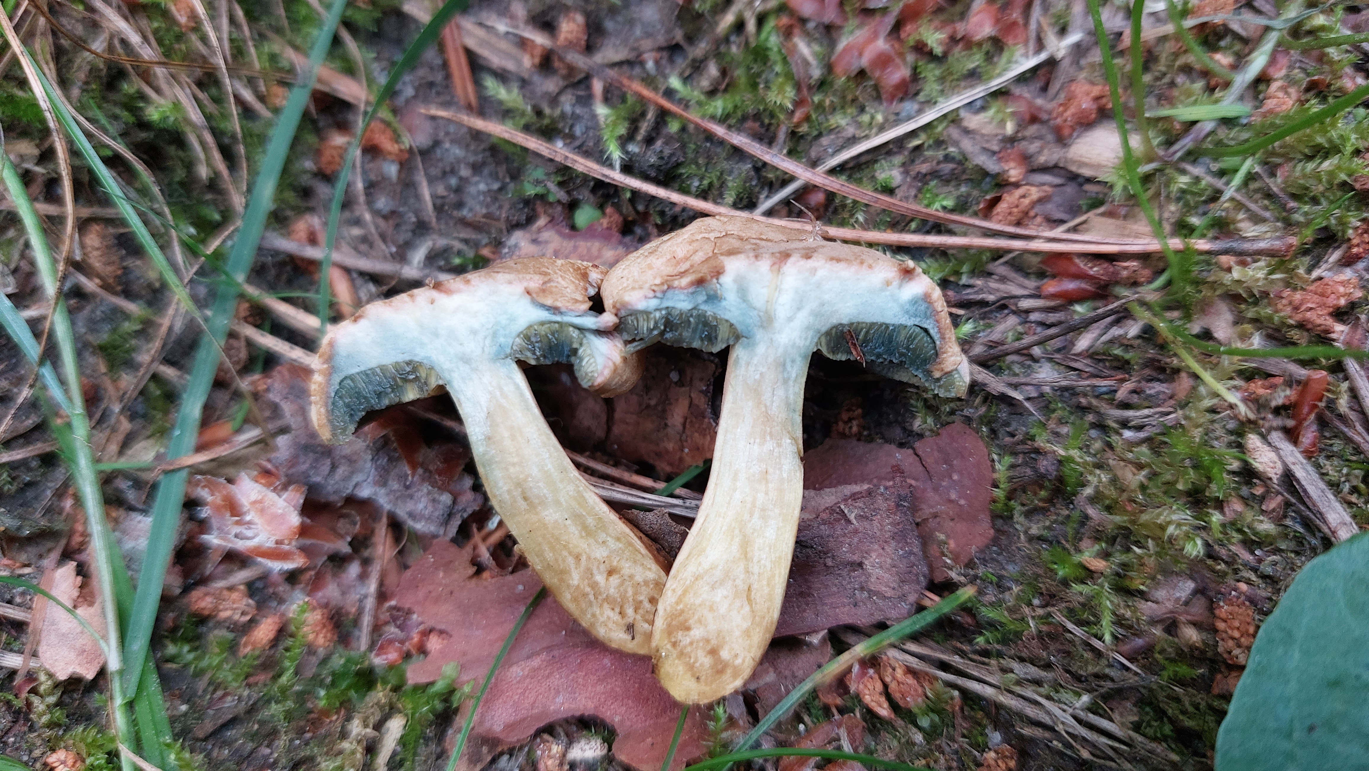 Roetender-Filzroehrling_Hortiboletus-bubalinus_20260621_074415.jpg
