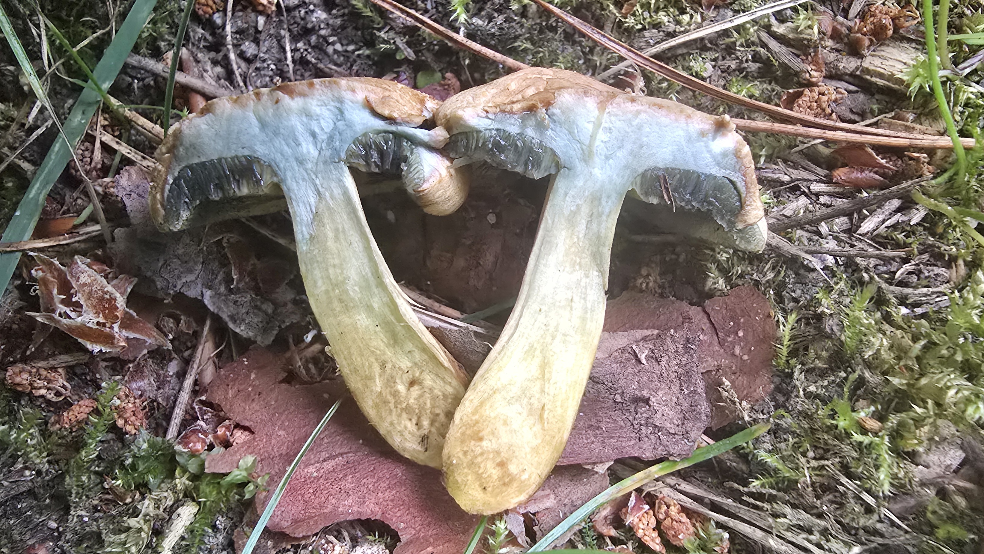Roetender-Filzroehrling_Hortiboletus-bubalinus_20260621_074544.jpg