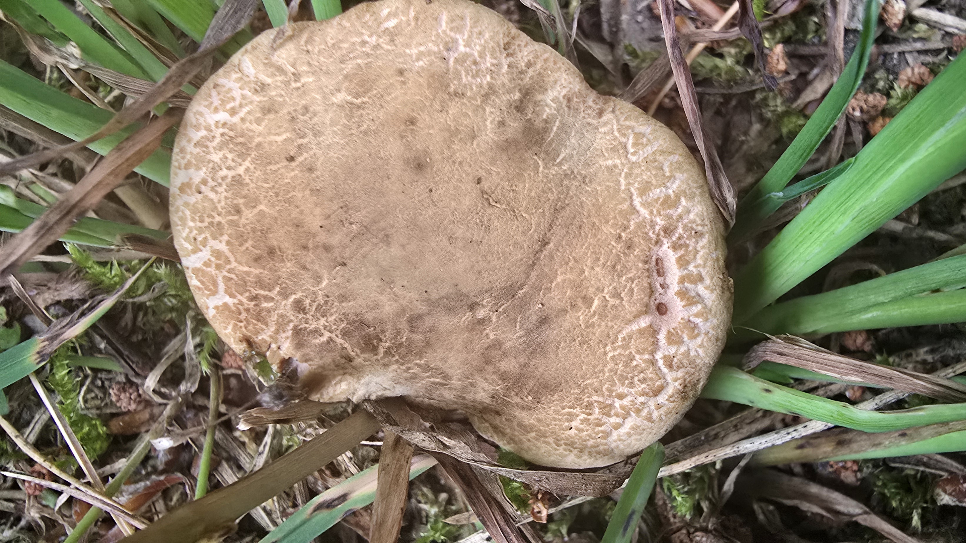 Roetender-Filzroehrling_Hortiboletus-bubalinus_20260621_074549.jpg