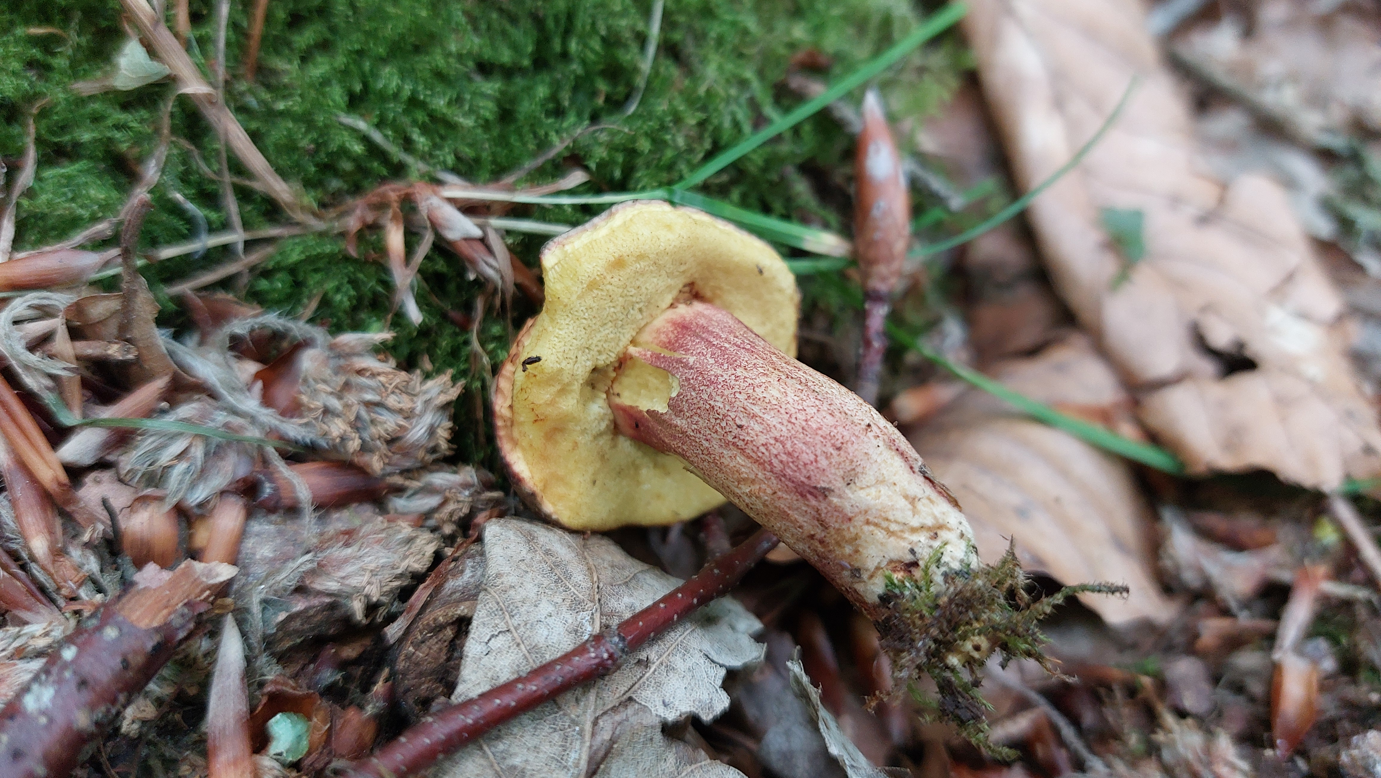 Rotfuss---Roehrling_Xerocomus-chrysenteron_20260615_121551.jpg