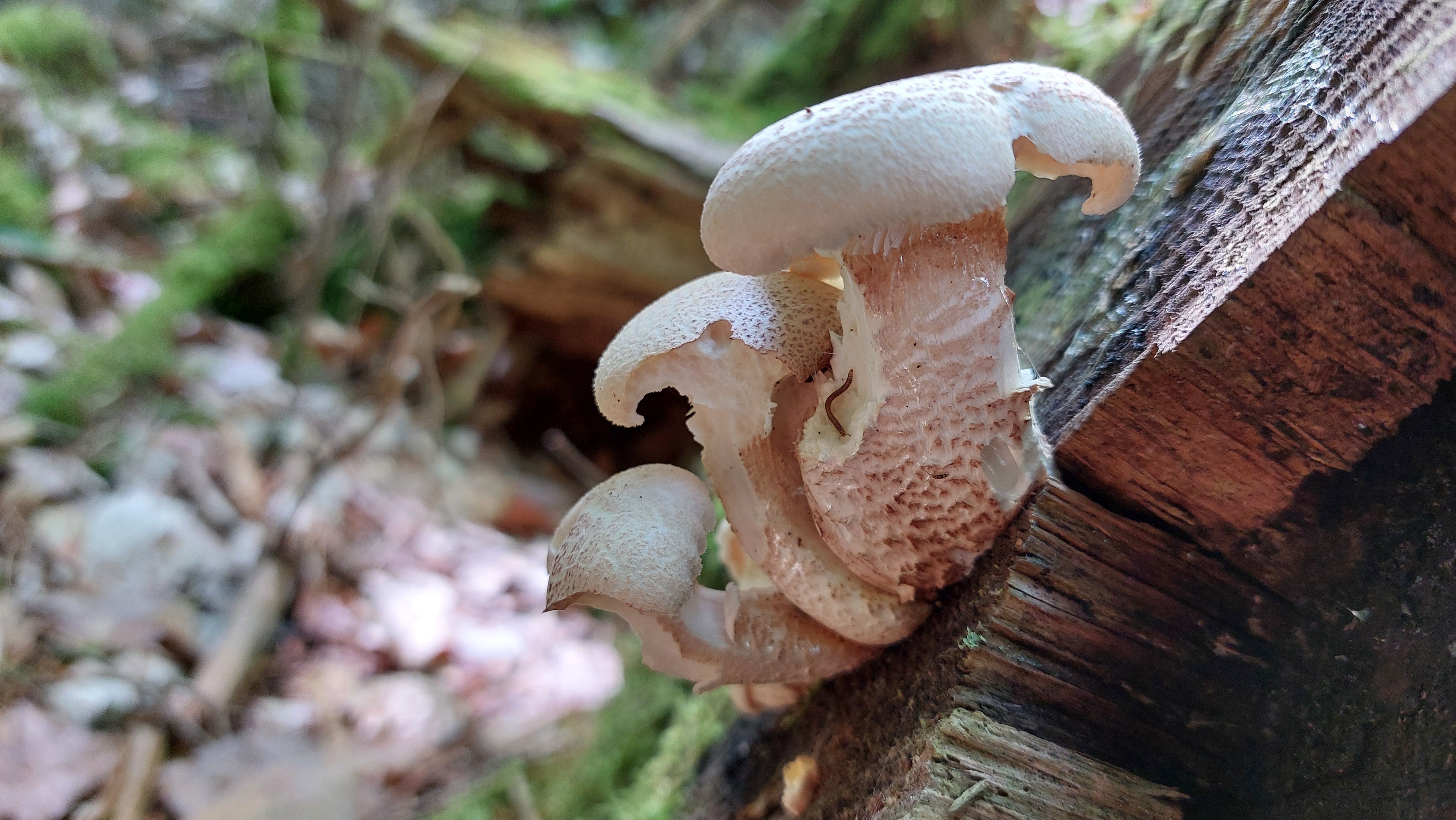 Schuppiger-Saegeblaettling_Neolentinus-lepideus_20260603_153948.jpg