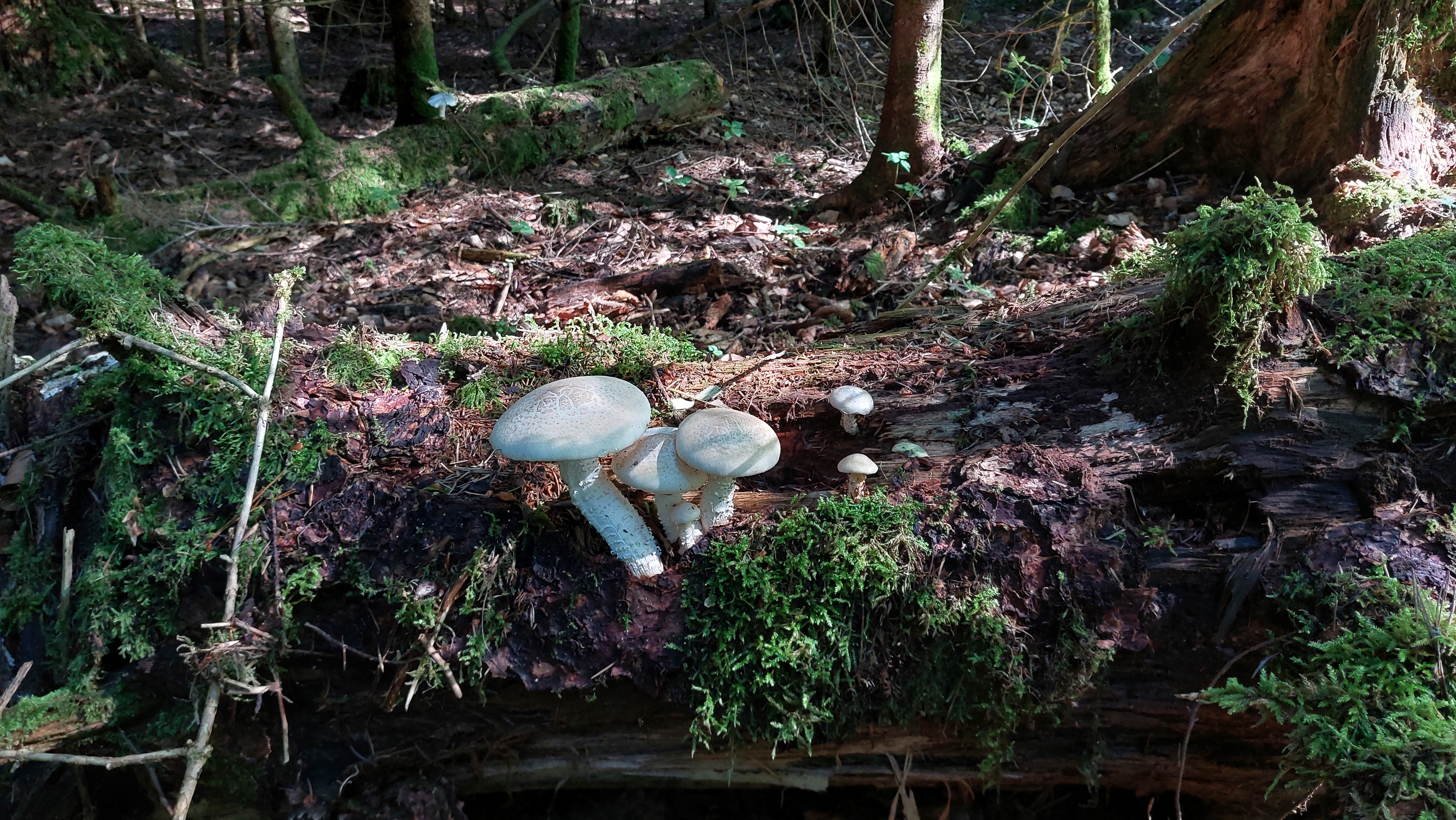 Schuppiger-Saegeblaettling_Neolentinus-lepideus_20260701_163039.jpg