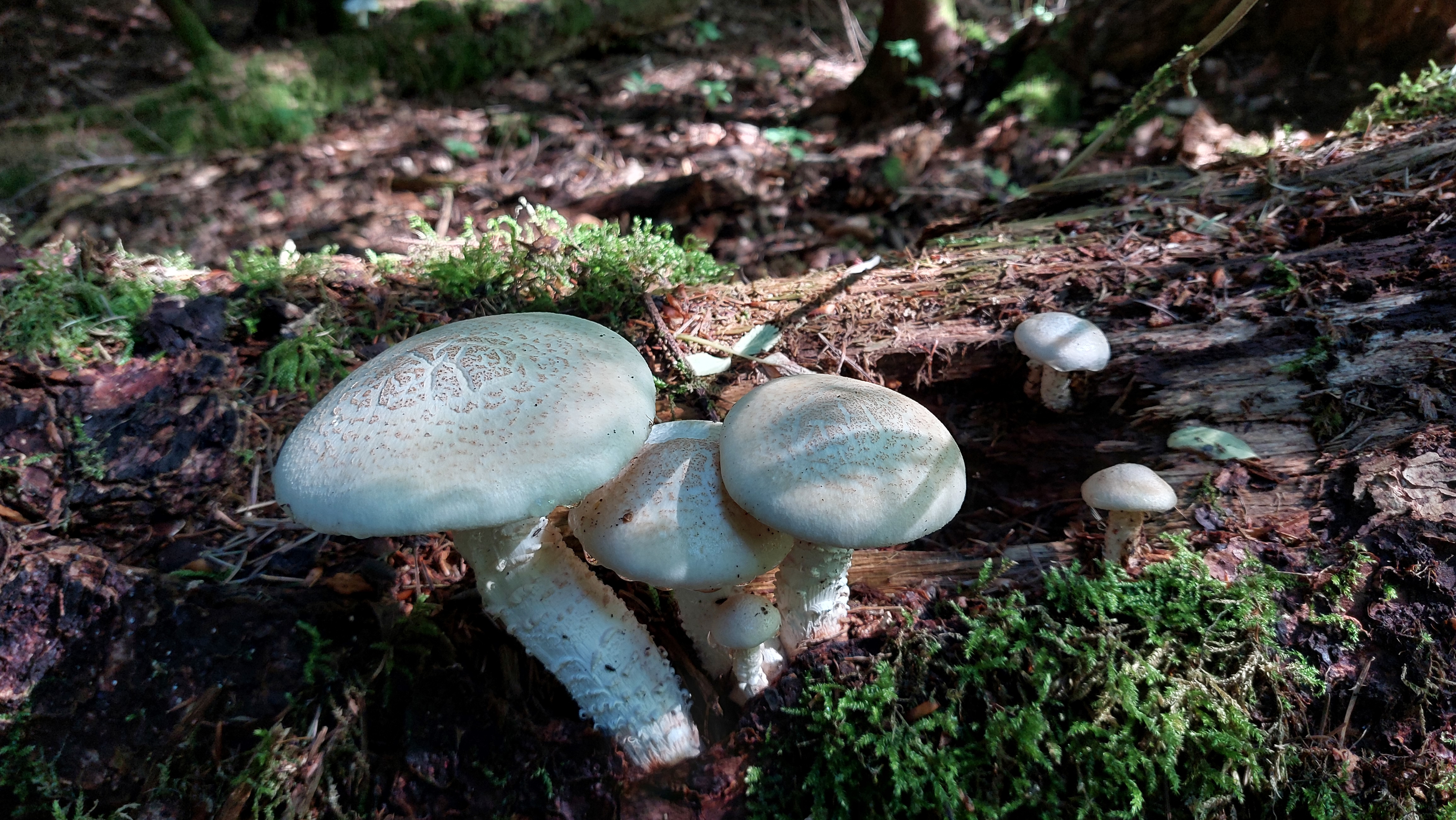 Schuppiger-Saegeblaettling_Neolentinus-lepideus_20260701_163053.jpg