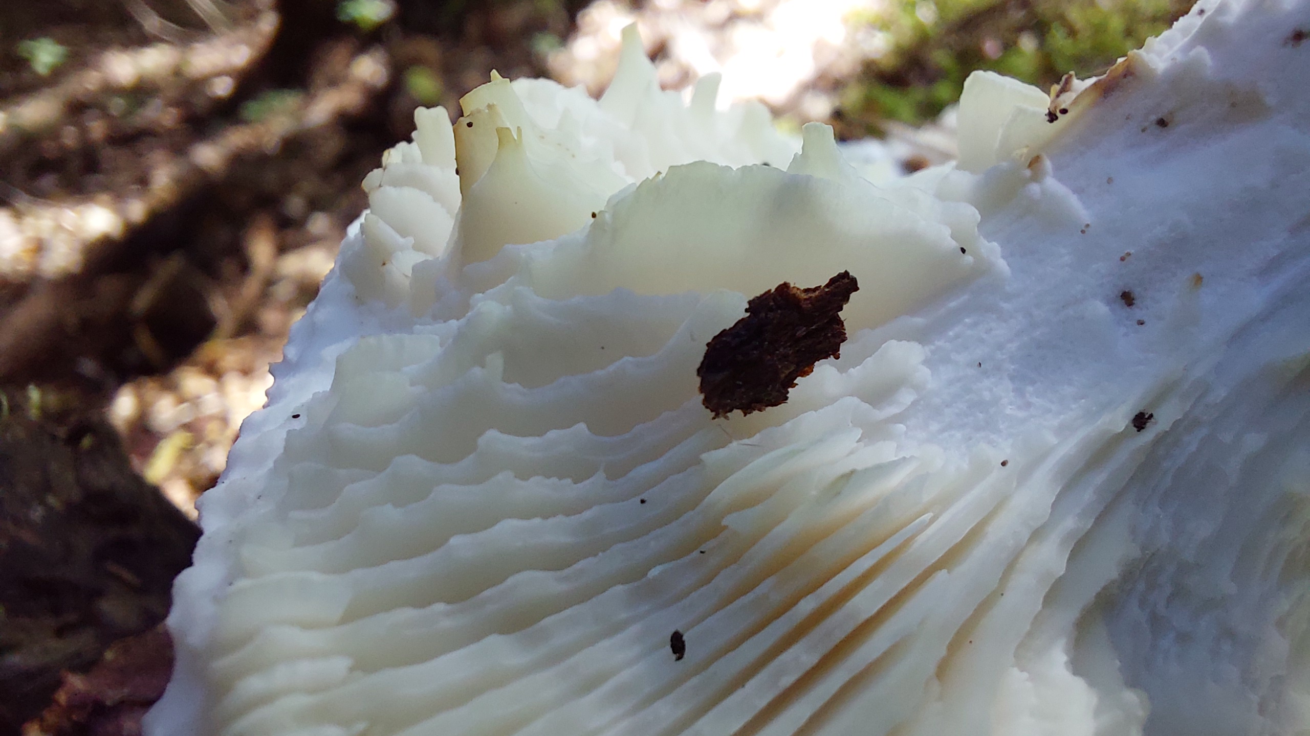 Schuppiger-Saegeblaettling_Neolentinus-lepideus_20260701_163240.jpg