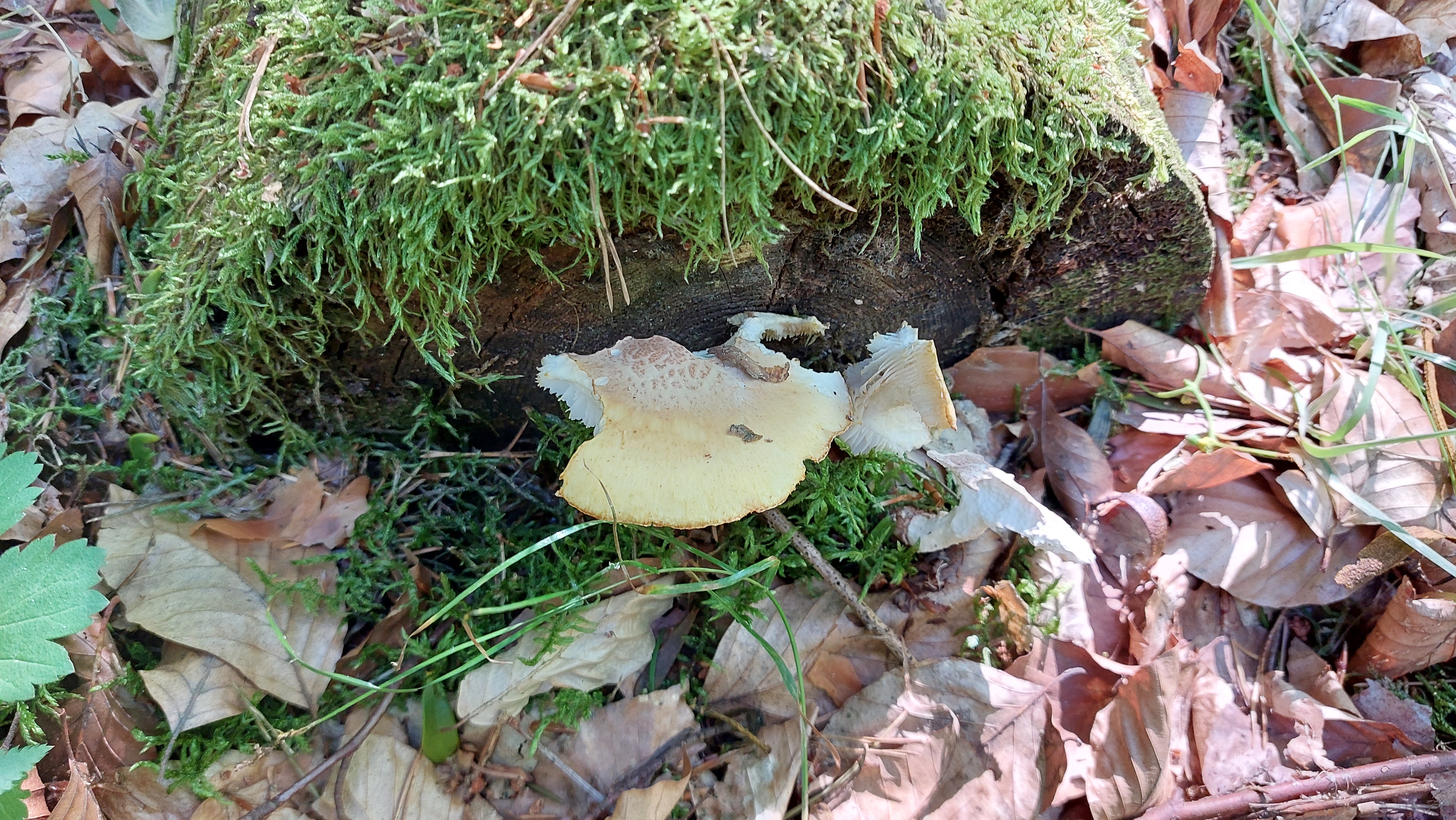 Schuppiger-Saegeblaettling_Neolentinus-lepideus_20260702_162300.jpg