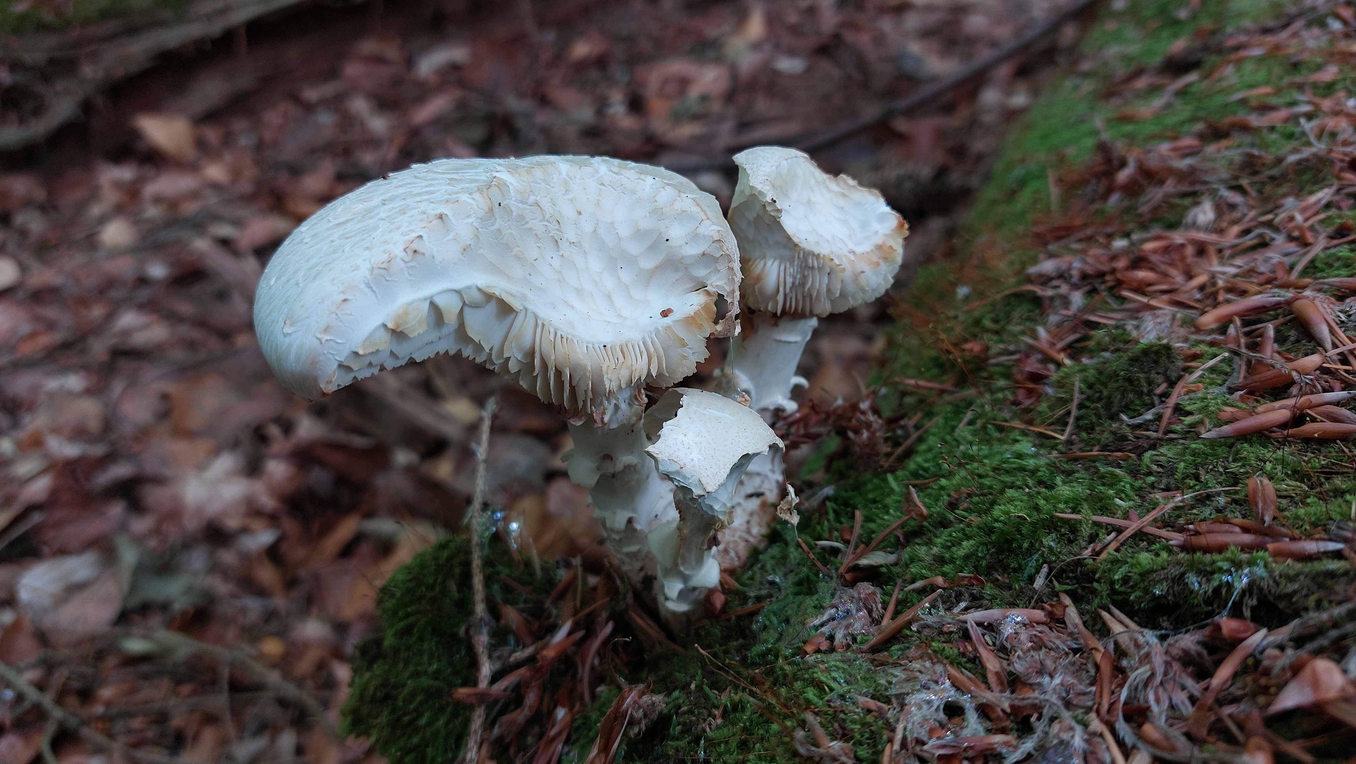 Schuppiger-Saegeblaettling_Neolentinus-lepideus_20260706_115641.jpg