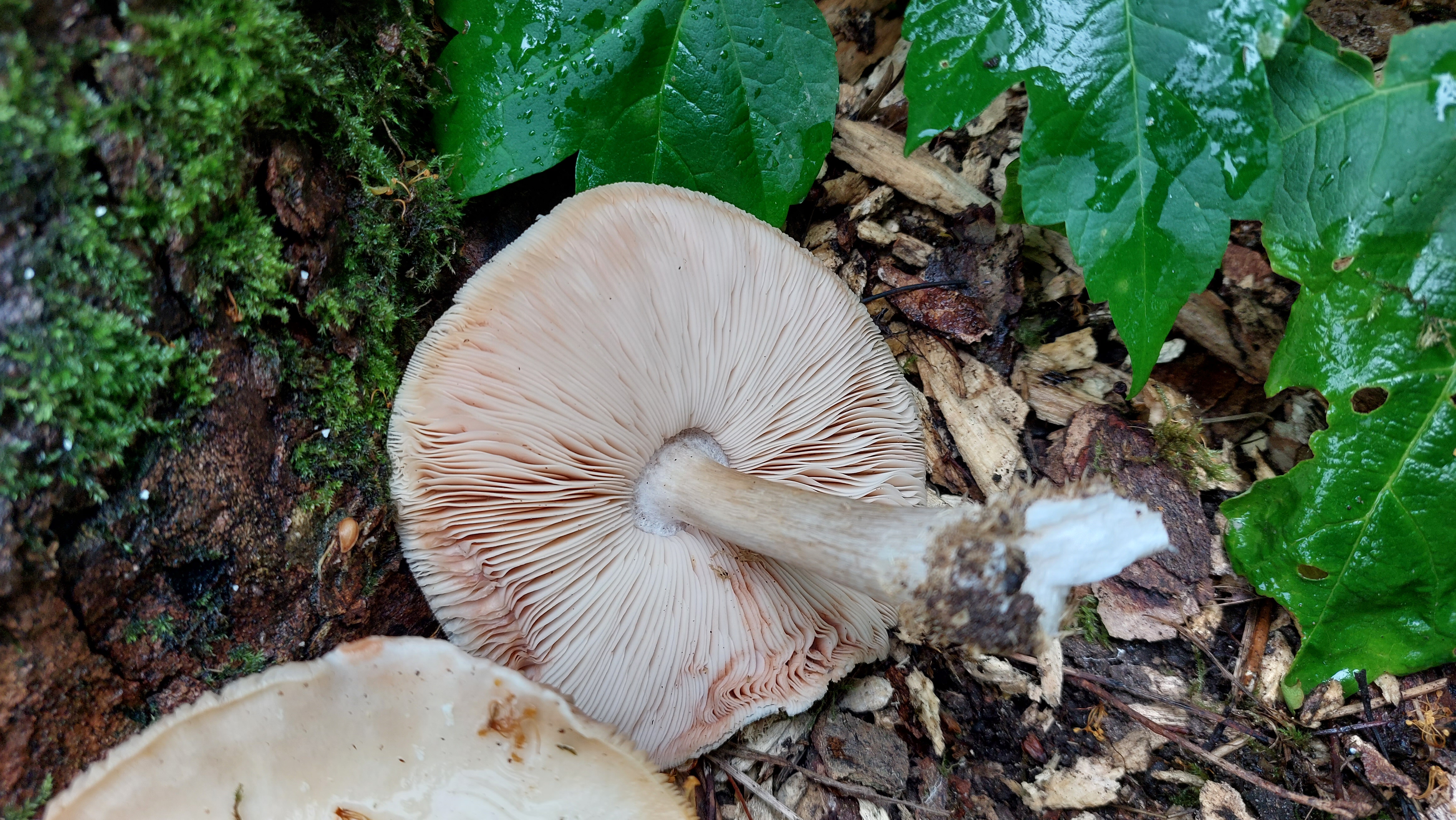 Seidiger-Dachpilz_Pluteus-petasatus_20260612_150035.jpg
