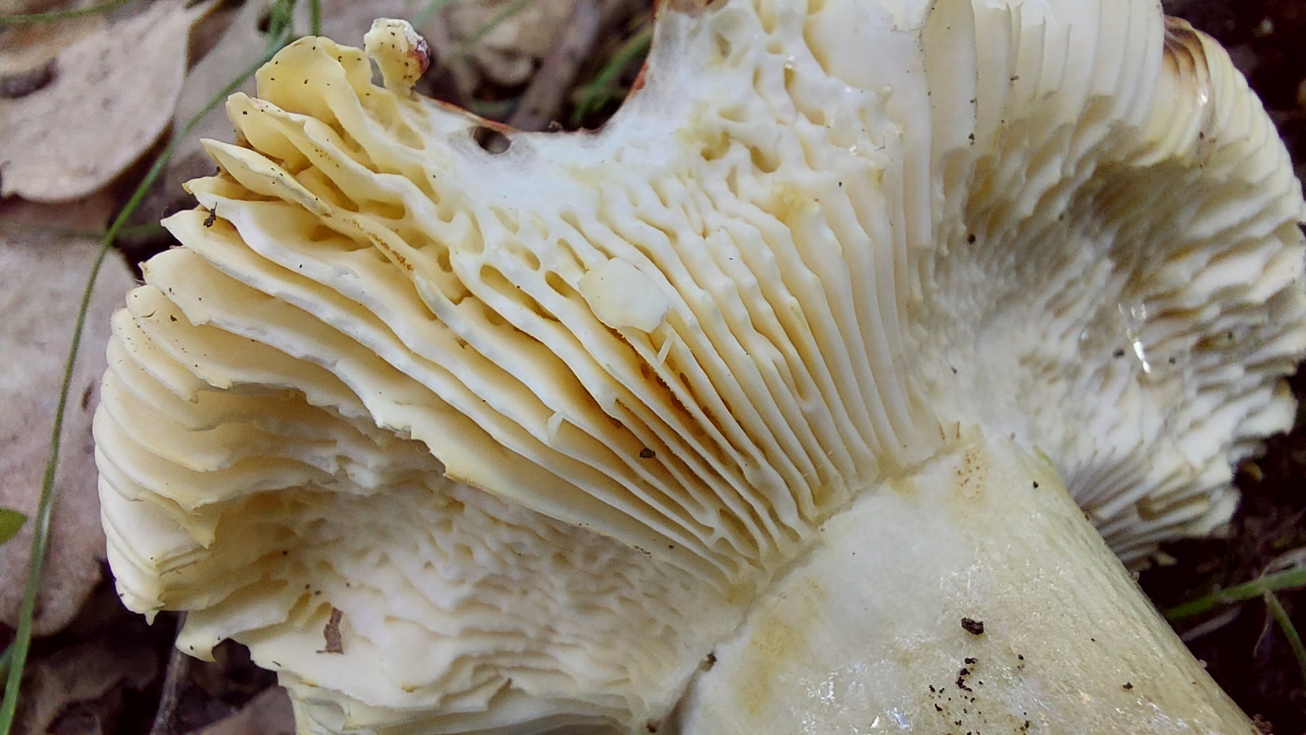 Speisetaeubling_Russula-vesca_20260608_113521.jpg