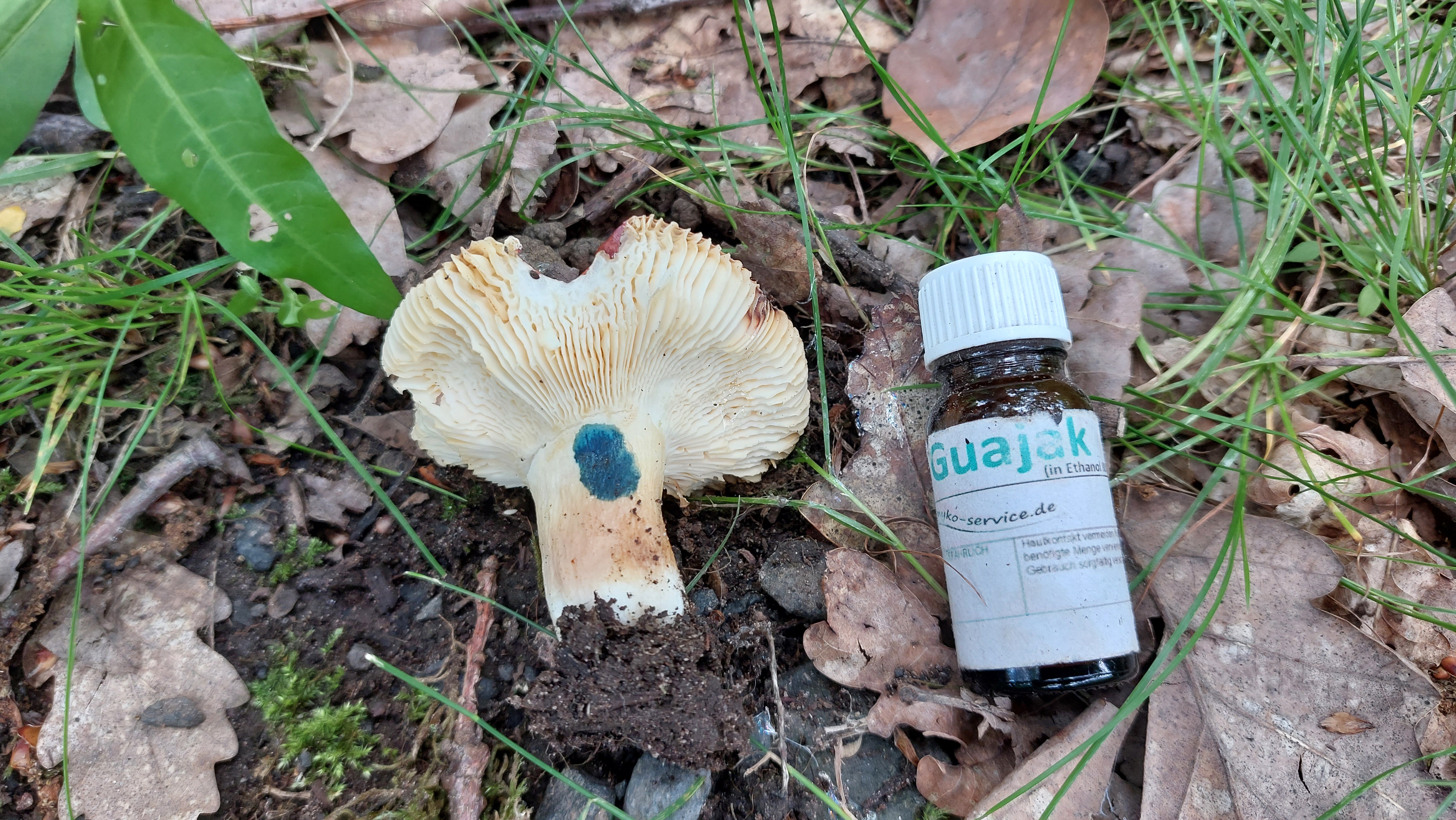 Speisetaeubling_Russula-vesca_20260608_113633.jpg
