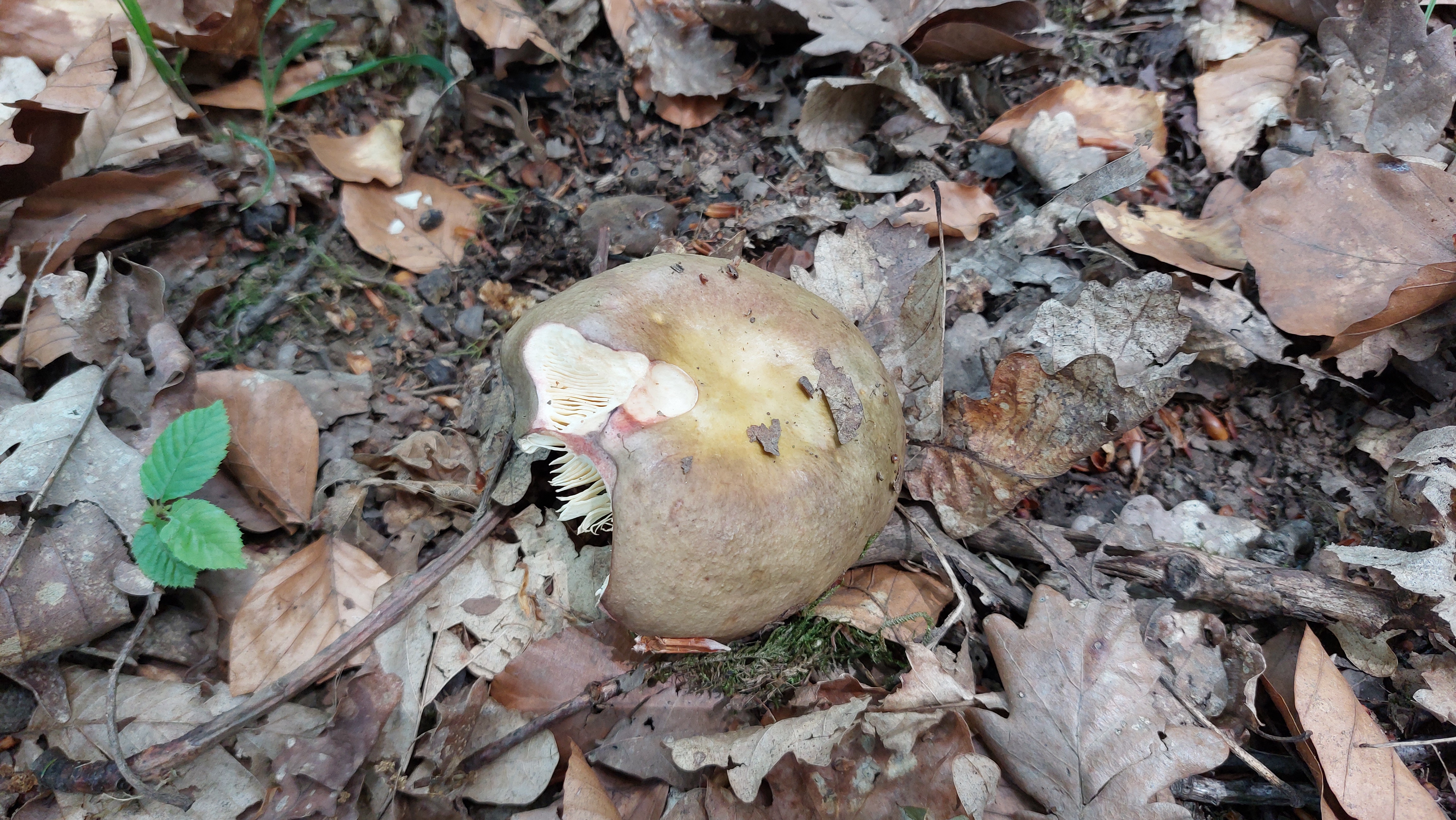 Speisetaeubling_Russula-vesca_20260608_114632.jpg