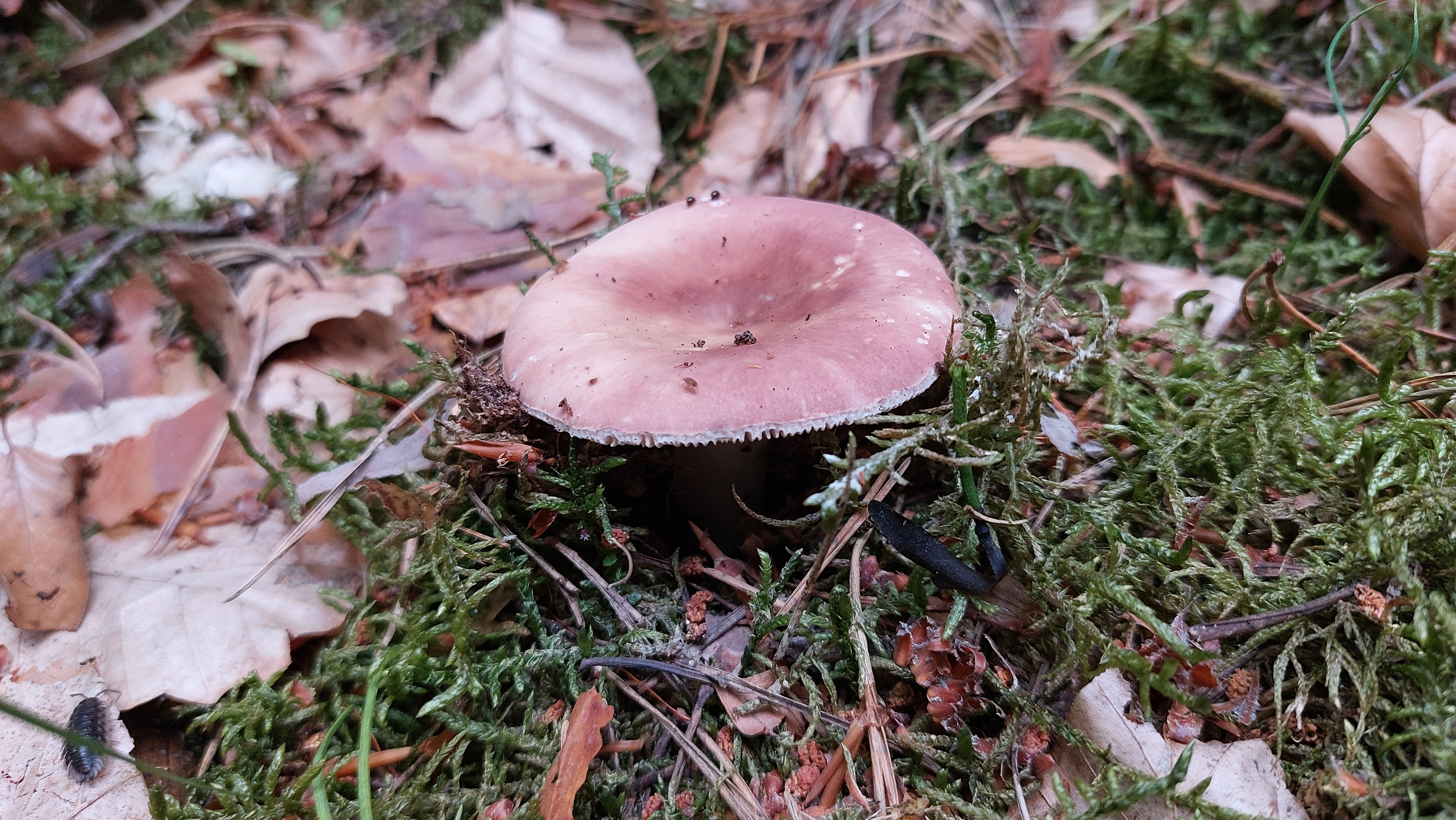 Speisetaeubling_Russula-vesca_20260621_070817.jpg
