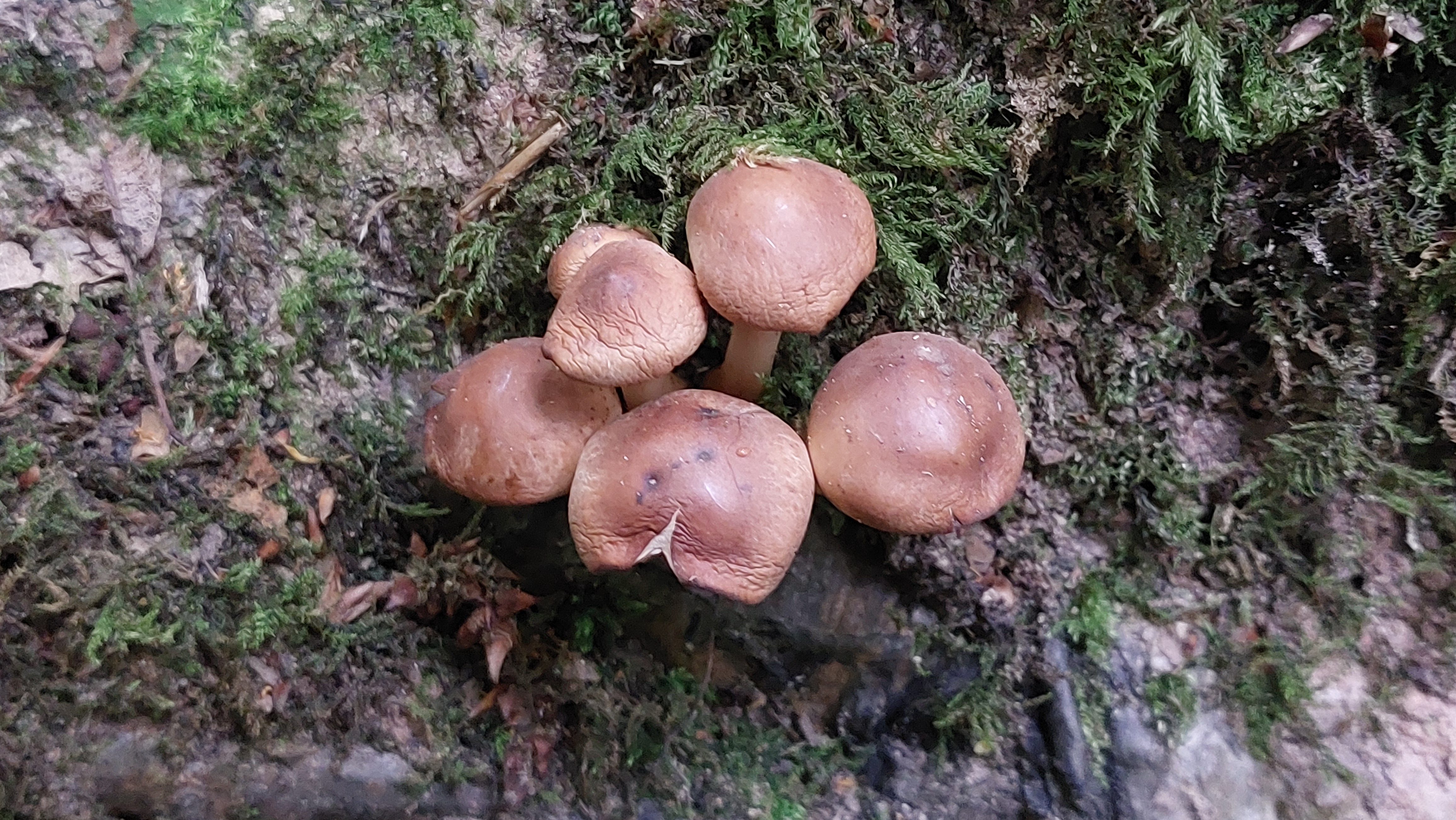 Spindeliger-Ruebling_Gymnopus-fusipes_20260708_100848.jpg
