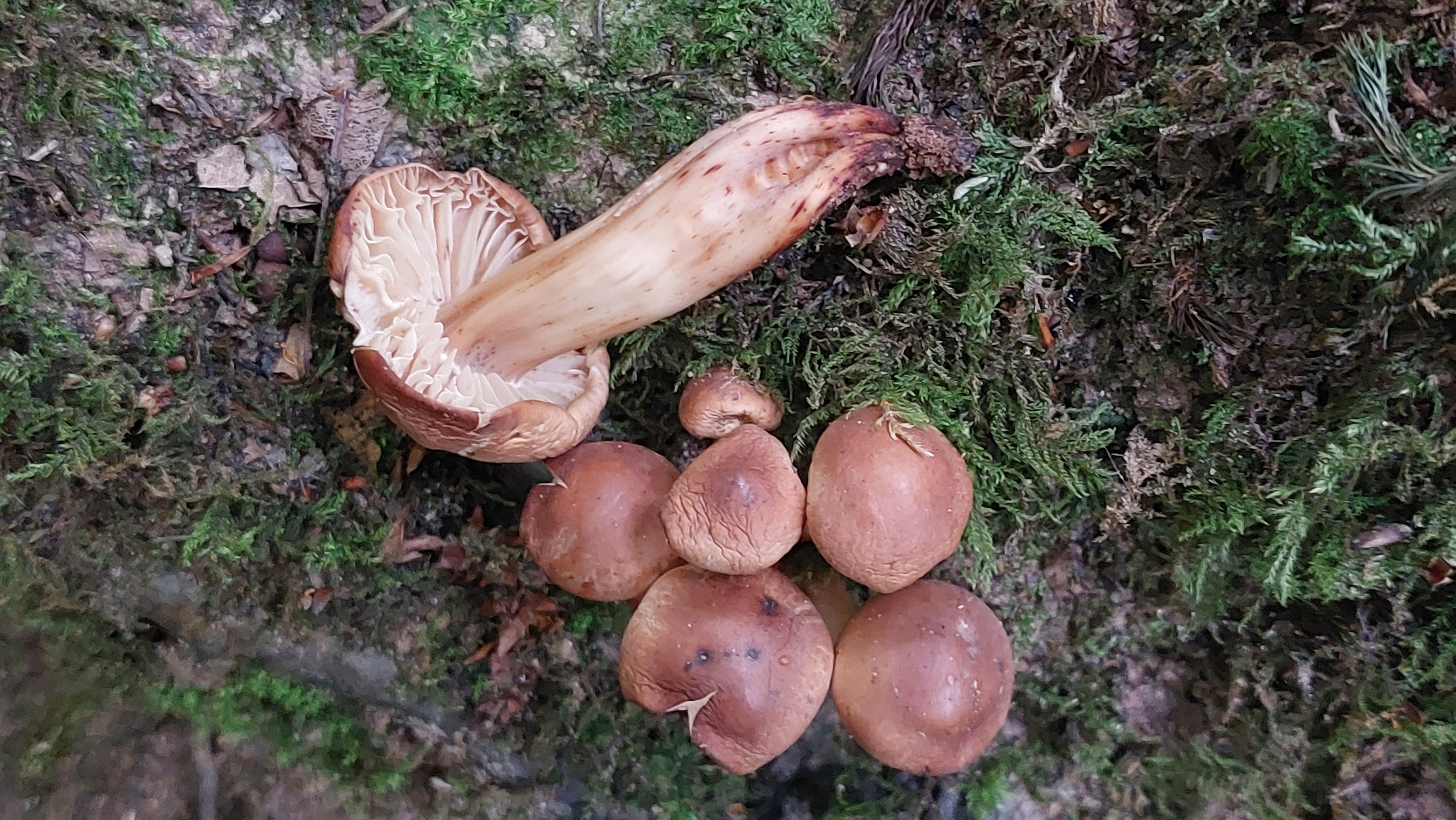 Spindeliger-Ruebling_Gymnopus-fusipes_20260708_100941.jpg