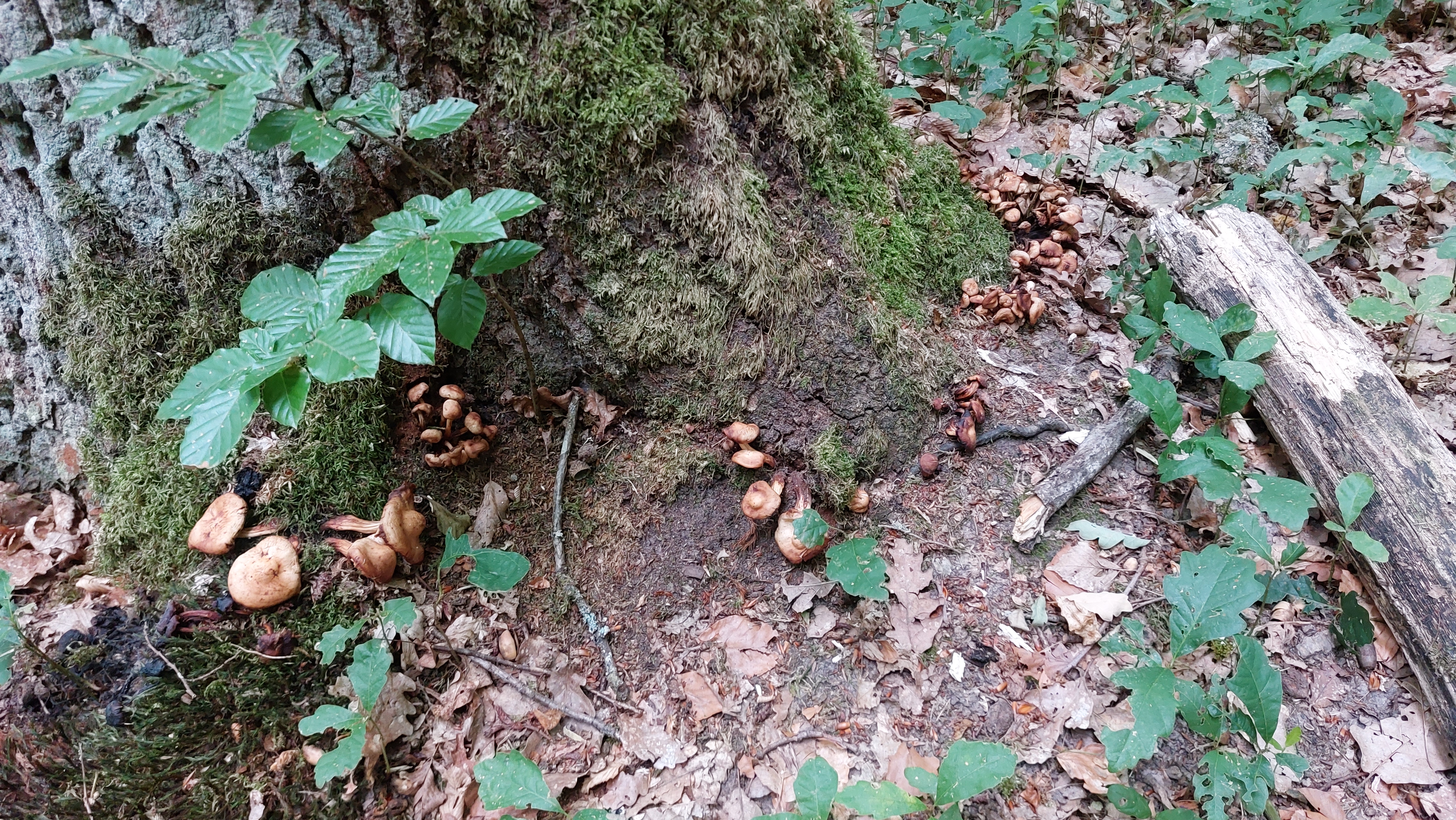 Spindeliger-Ruebling_Gymnopus-fusipes_20260708_101532.jpg