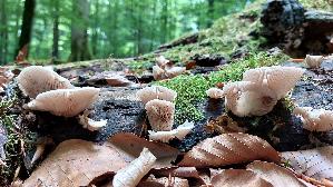 Abgeflachtes-Stummelfuesschen_Crepidotus-applanatus_20260614_152359.jpg