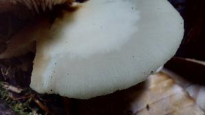 Abgeflachtes-Stummelfuesschen_Crepidotus-applanatus_20260614_152559.jpg