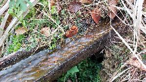 Abgestutztes-Fadenscheibchen_Vibrissea-truncorum_20260419_180145.jpg