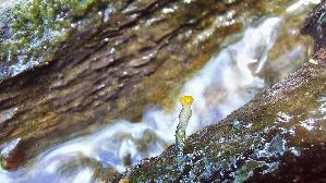 Abgestutztes-Fadenscheibchen_Vibrissea-truncorum_20260607_115650.jpg
