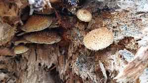 Abweichender-Schueppling_Pholiota-heteroclita_20251203_122143.jpg