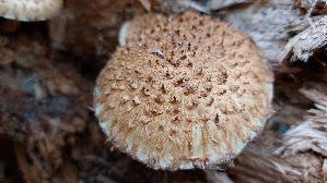 Abweichender-Schueppling_Pholiota-heteroclita_20251203_122520.jpg