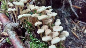 Aestchen---Zwergschwindling_Marasmiellus-ramealis_20260608_131614.jpg