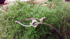 Aestchen---Zwergschwindling_Marasmiellus-ramealis_20260608_131642.jpg