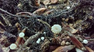 Aestchen---Zwergschwindling_Marasmiellus-ramealis_20260903_150001.jpg