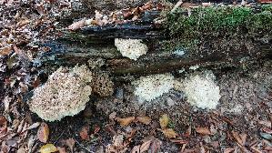 Aestiger-Stachelbart_Hericium-coralloides_20251016_130400.jpg